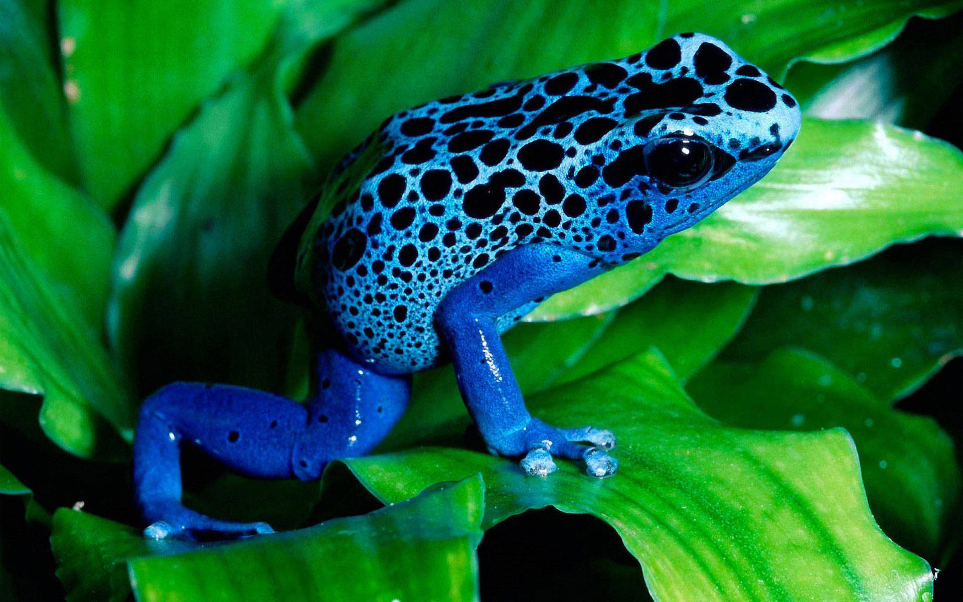 Cute Frog, blue poison dart frog, black spots, Full HD Desktop Wallpaper
