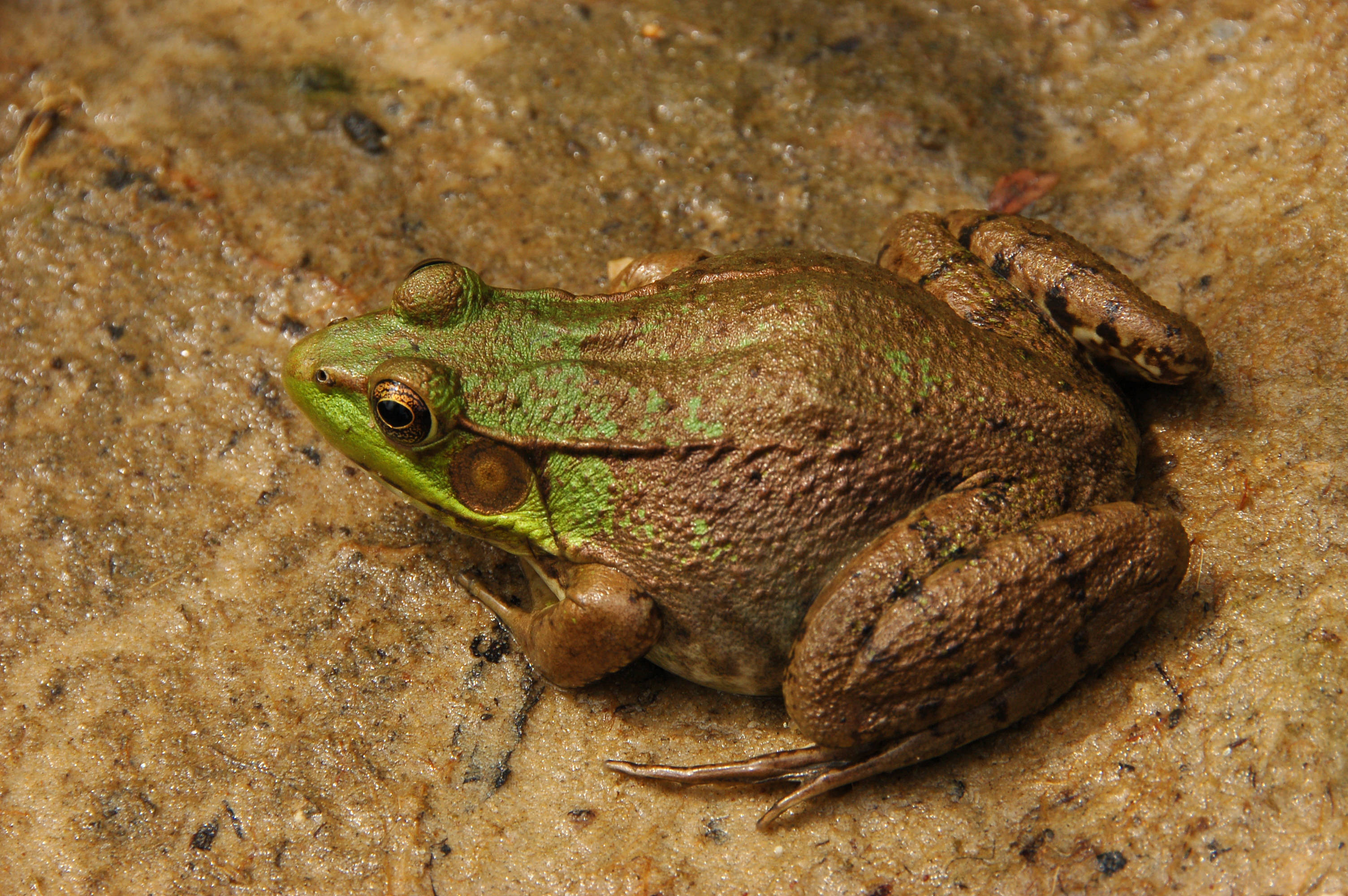 cute frog, muddy brown skin, green and brown frog, 2K Desktop Wallpaper