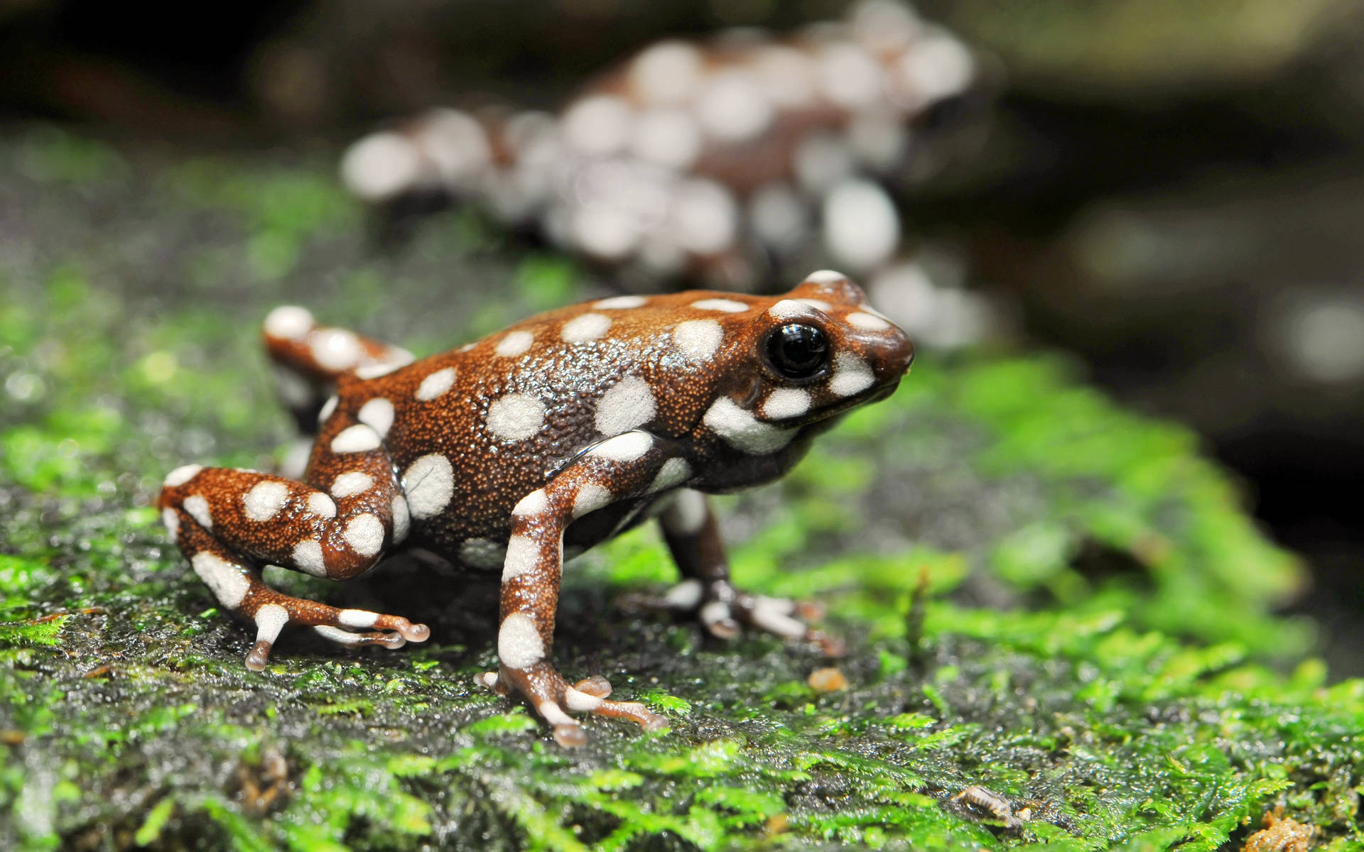 cute frog, white dots, brown and white spotted poison dart frog, Full HD Desktop Wallpaper