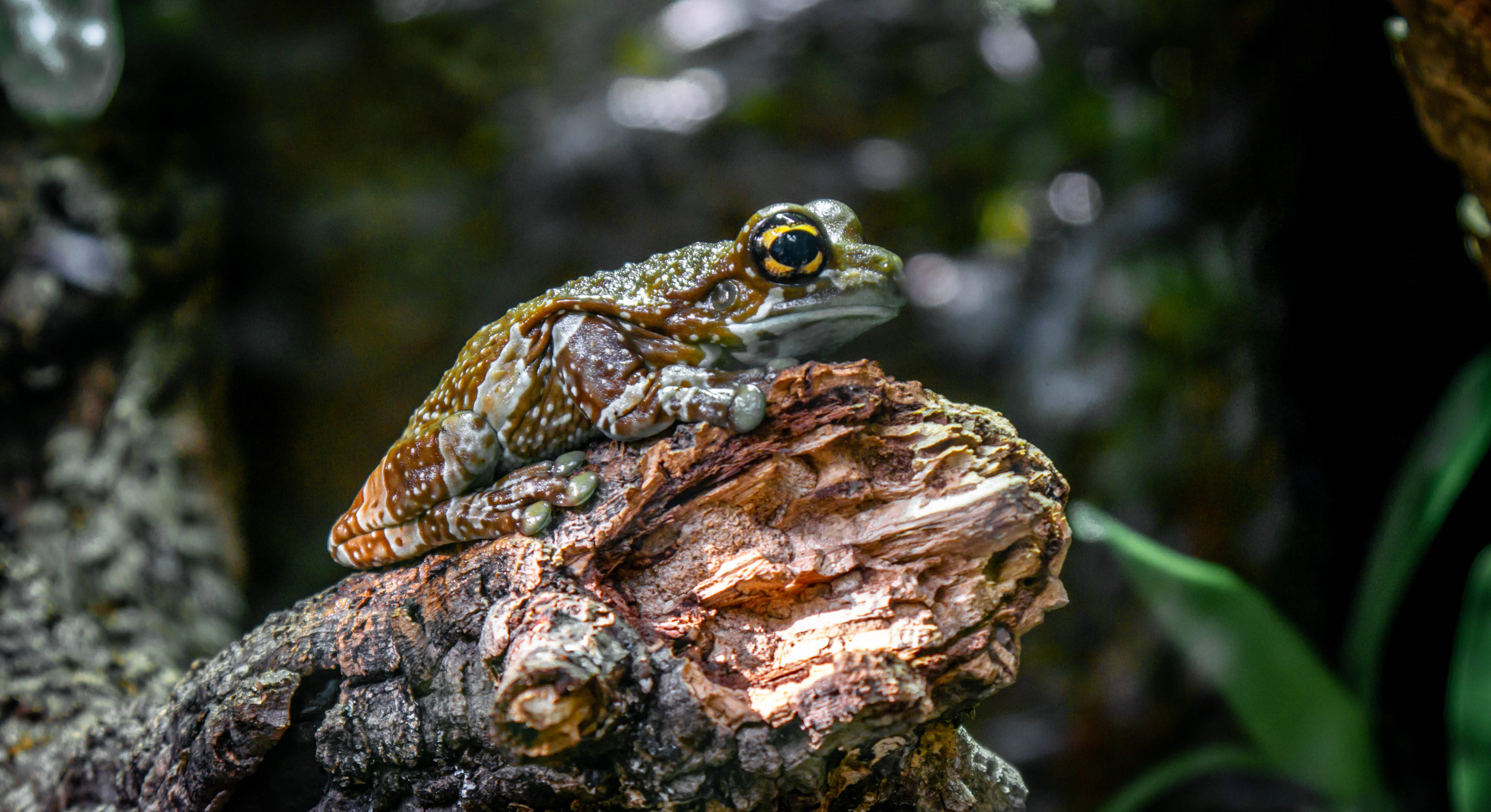 tree frog, striking eyes, weathered tree branch, 4K Desktop Wallpaper