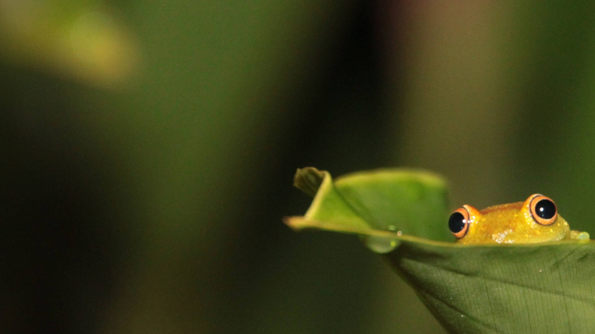 cute frog, golden frog, orange eyes, Full HD Desktop Wallpaper