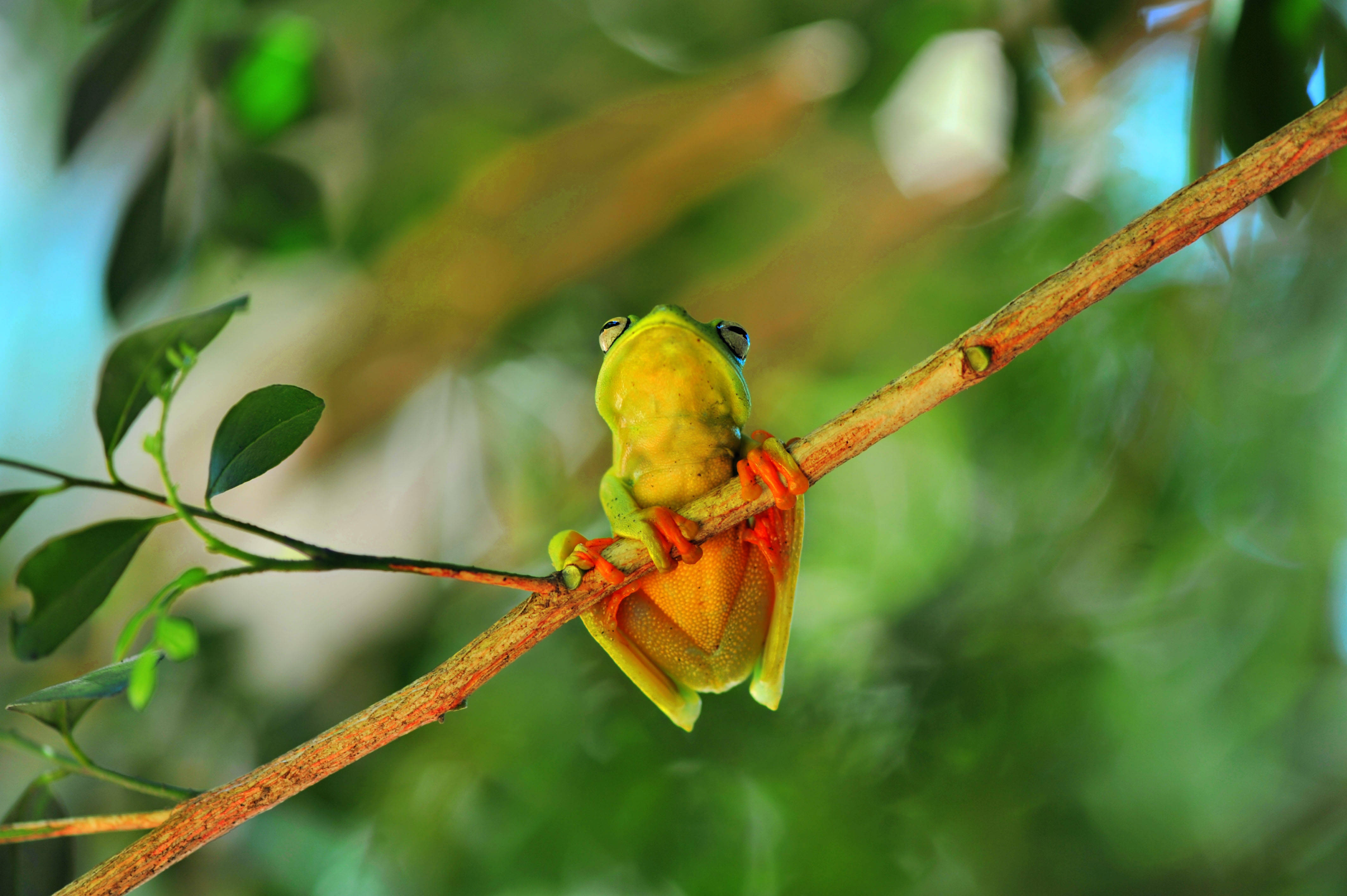 cute frog, tree frog, orange feet, 4K Desktop Wallpaper