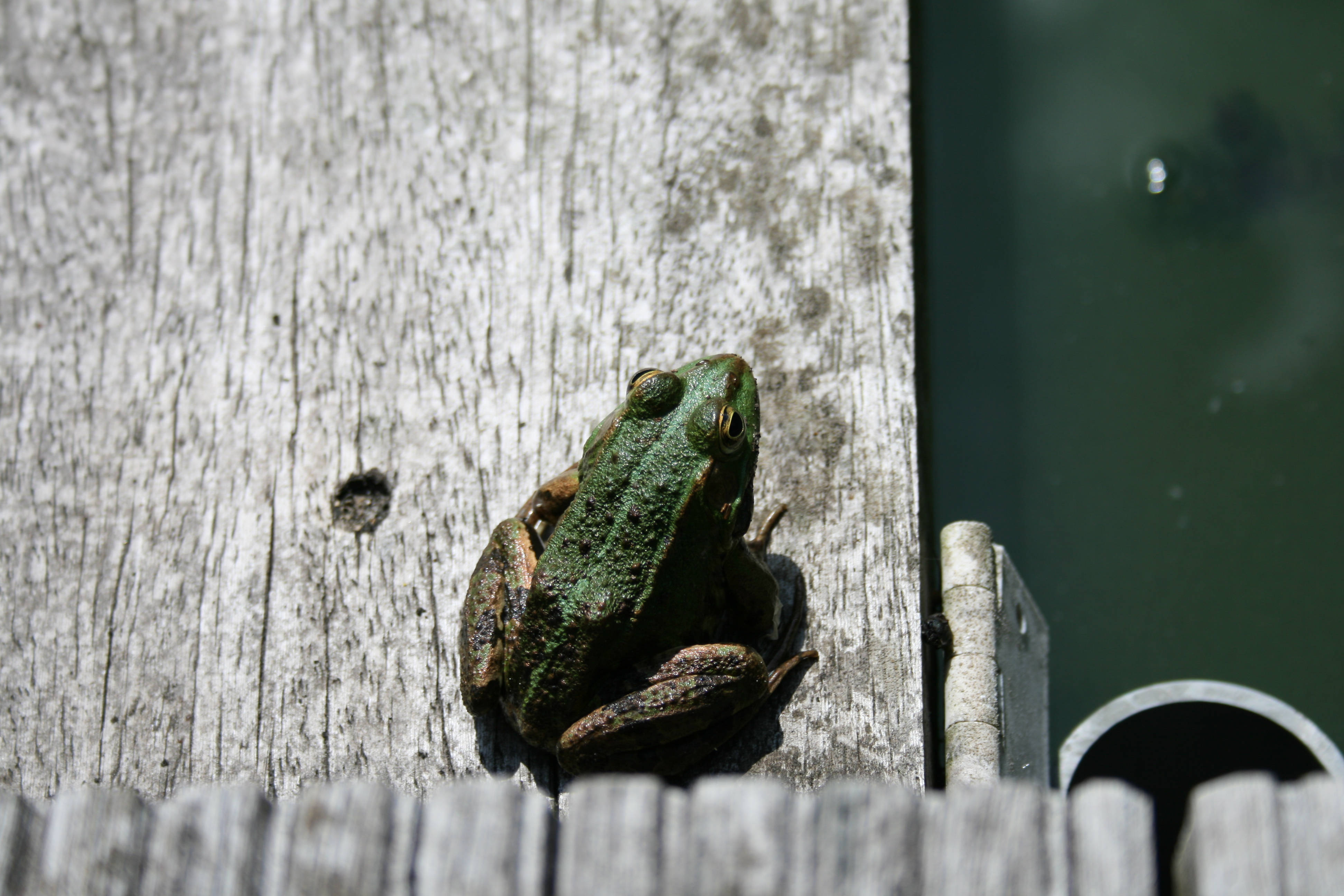 cute frog, grey wood, weathered wooden planks, 4K Desktop Wallpaper