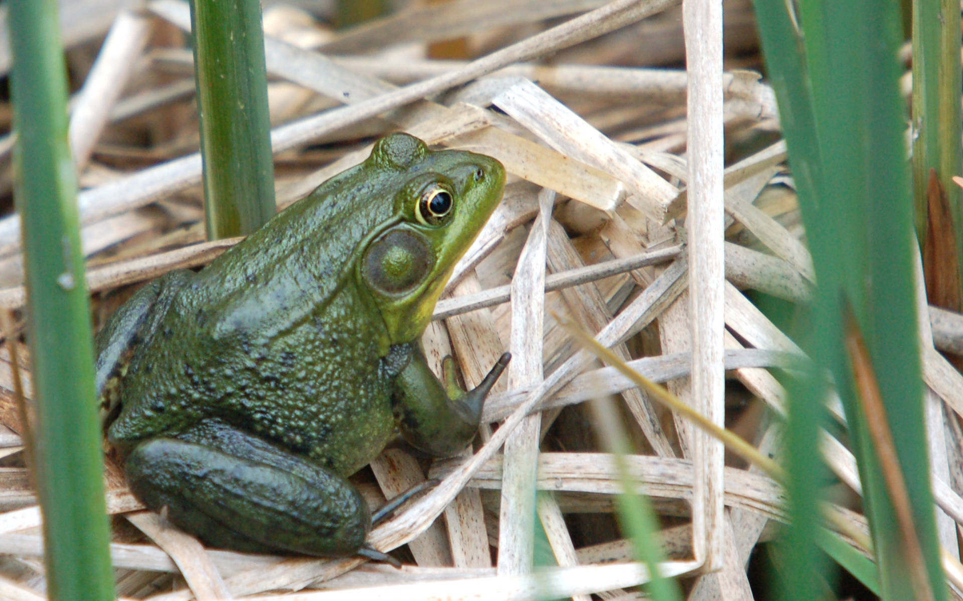 Cute Frog, vibrant green frog, golden eyes, Full HD Desktop Wallpaper