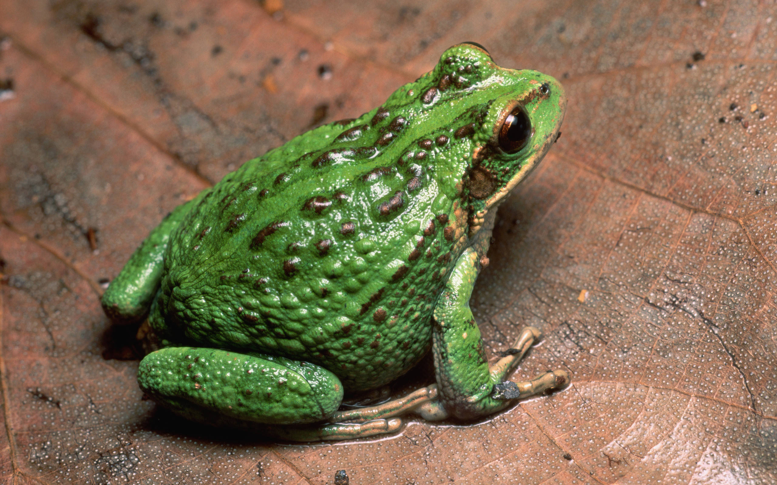cute frog, bumpy green skin, dark spots, 2K Desktop Wallpaper