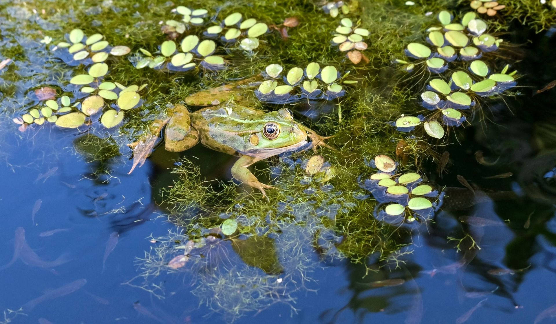 green frog, duckweed, moss, Full HD Desktop Wallpaper