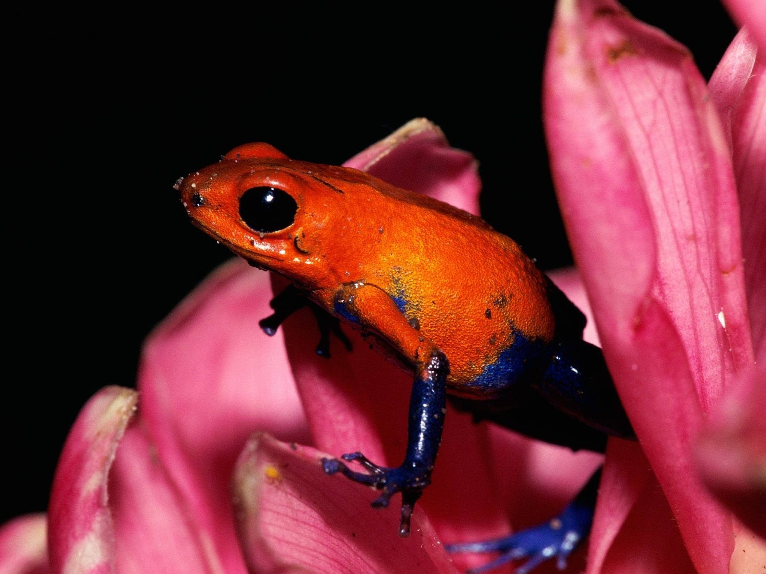 pink leaf, orange and blue poison dart frog, soft pink flower petal, 2K Desktop Wallpaper