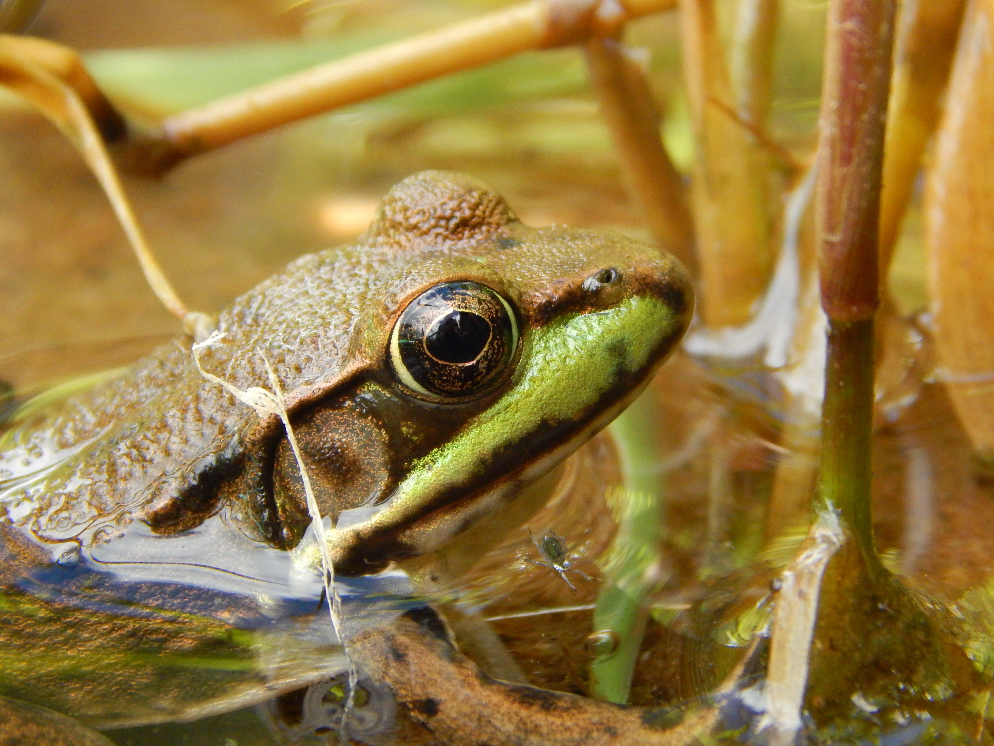 cute frog, green frog, dark eye, 2K Desktop Wallpaper