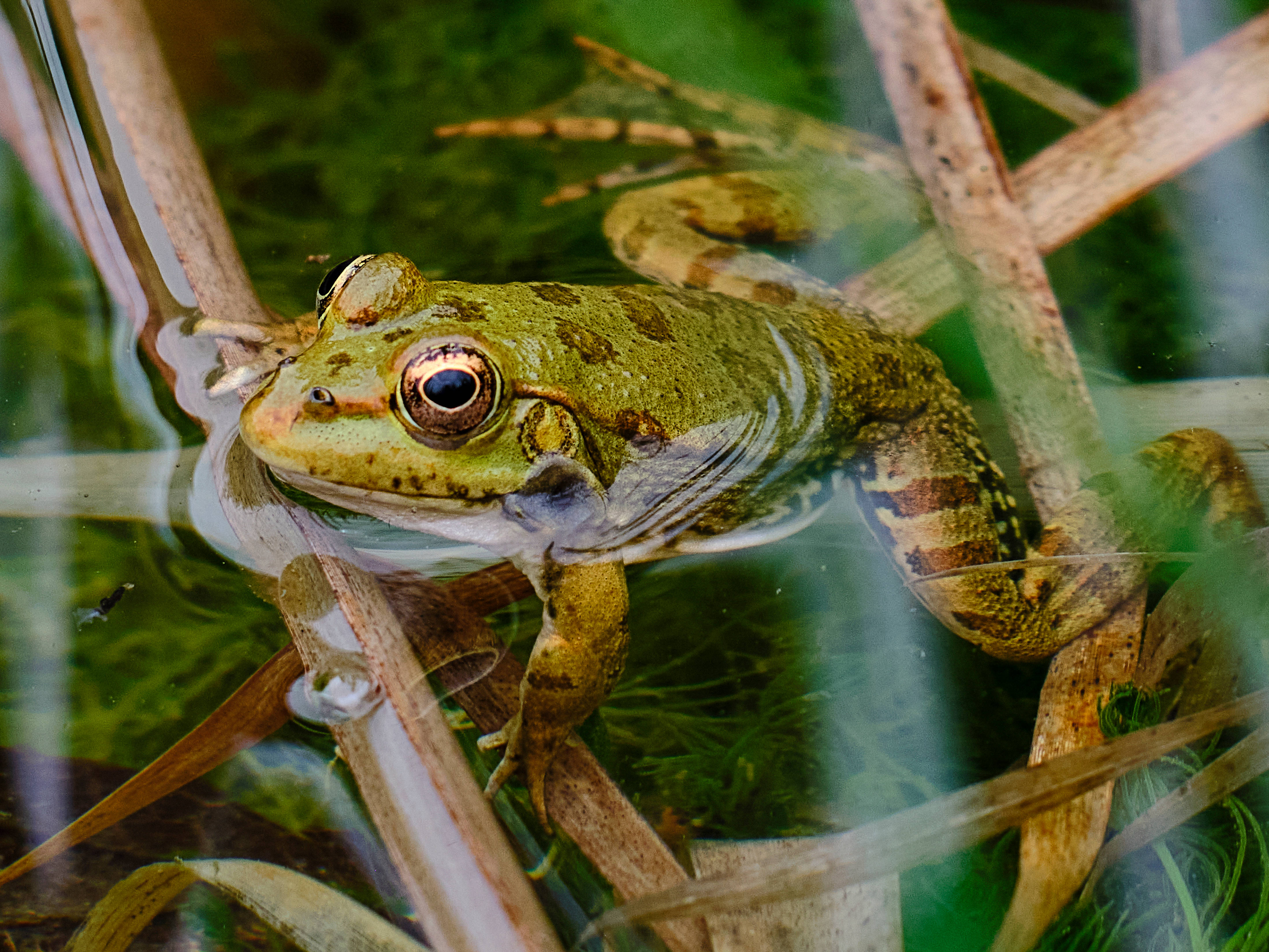 cute frog, green frog, golden eyes, 4K Desktop Wallpaper