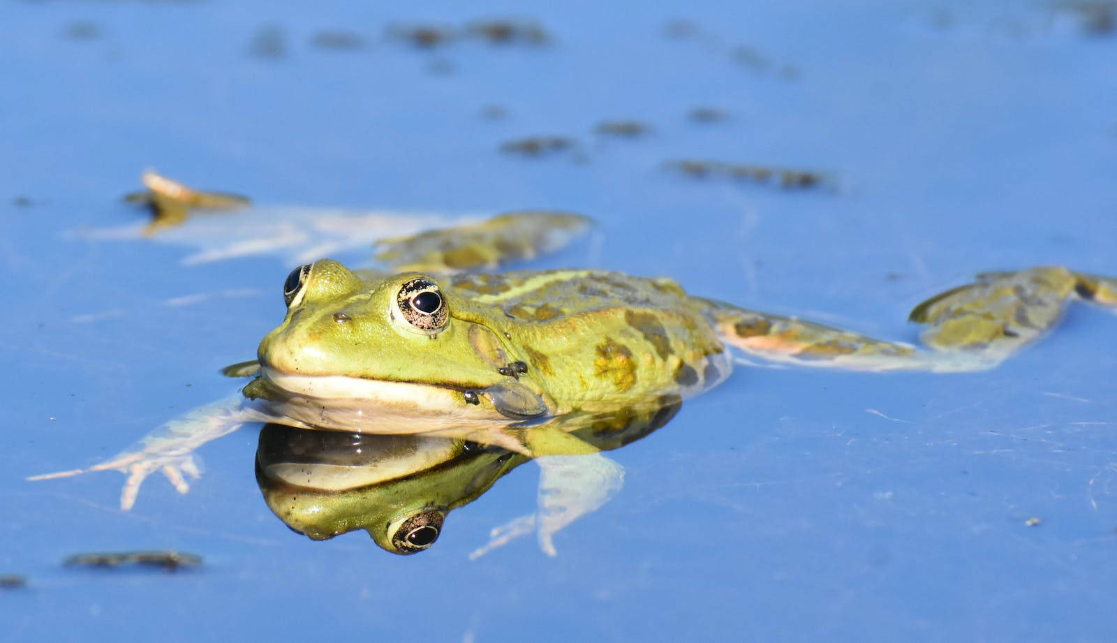 Adorable Green Frog, leaf, serene blue pond, HD Desktop Wallpaper