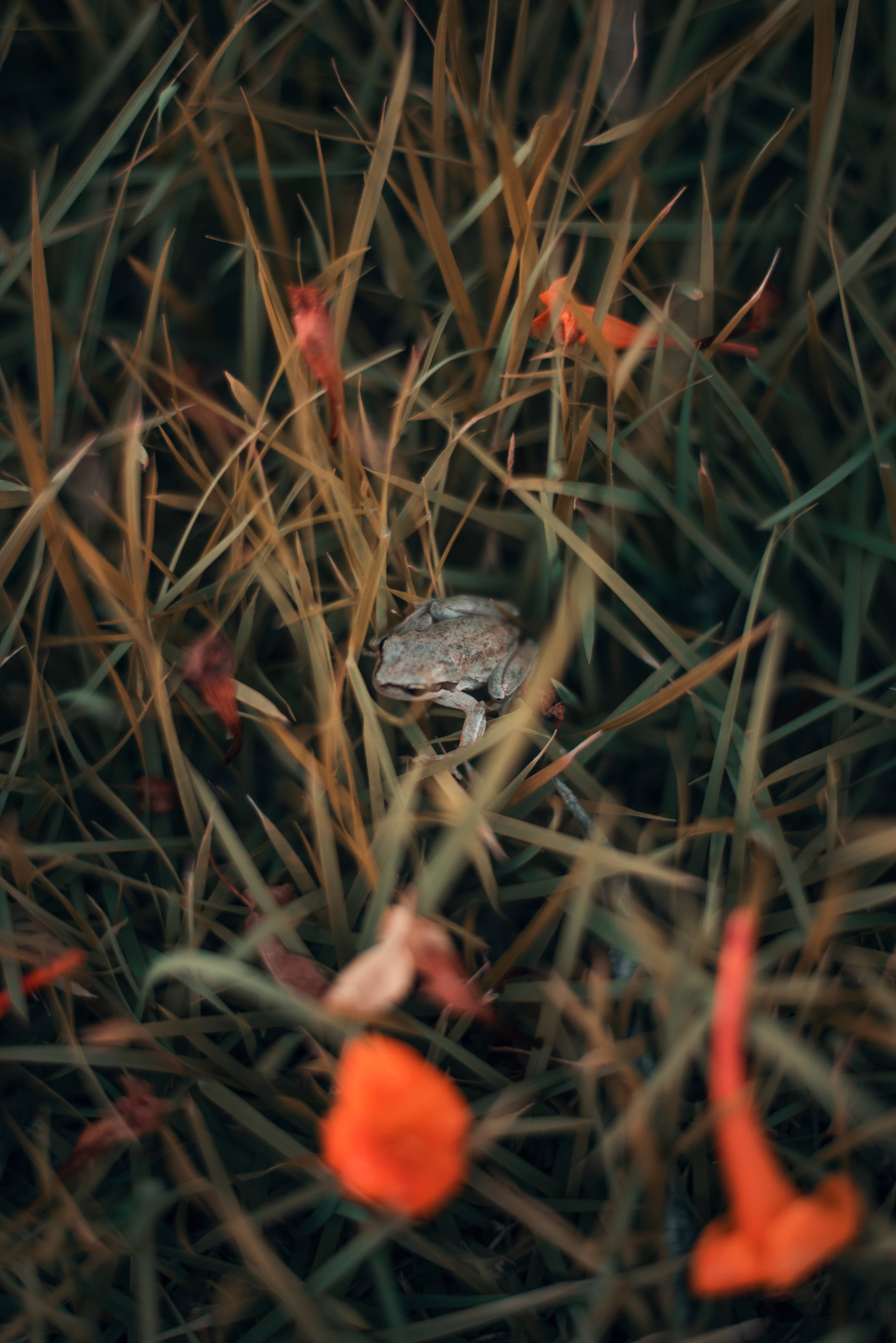 cute frog, tall dry grass, vibrant orange flowers, 5K Phone Wallpaper