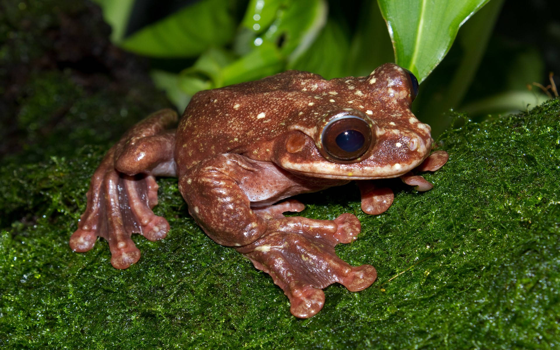 brown tree frog, large dark eyes, vibrant green moss, Full HD Desktop Wallpaper