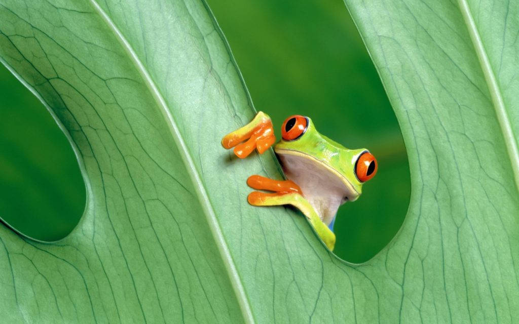 red-eyed tree frog, large green leaf, intricate veins, SD Desktop Wallpaper