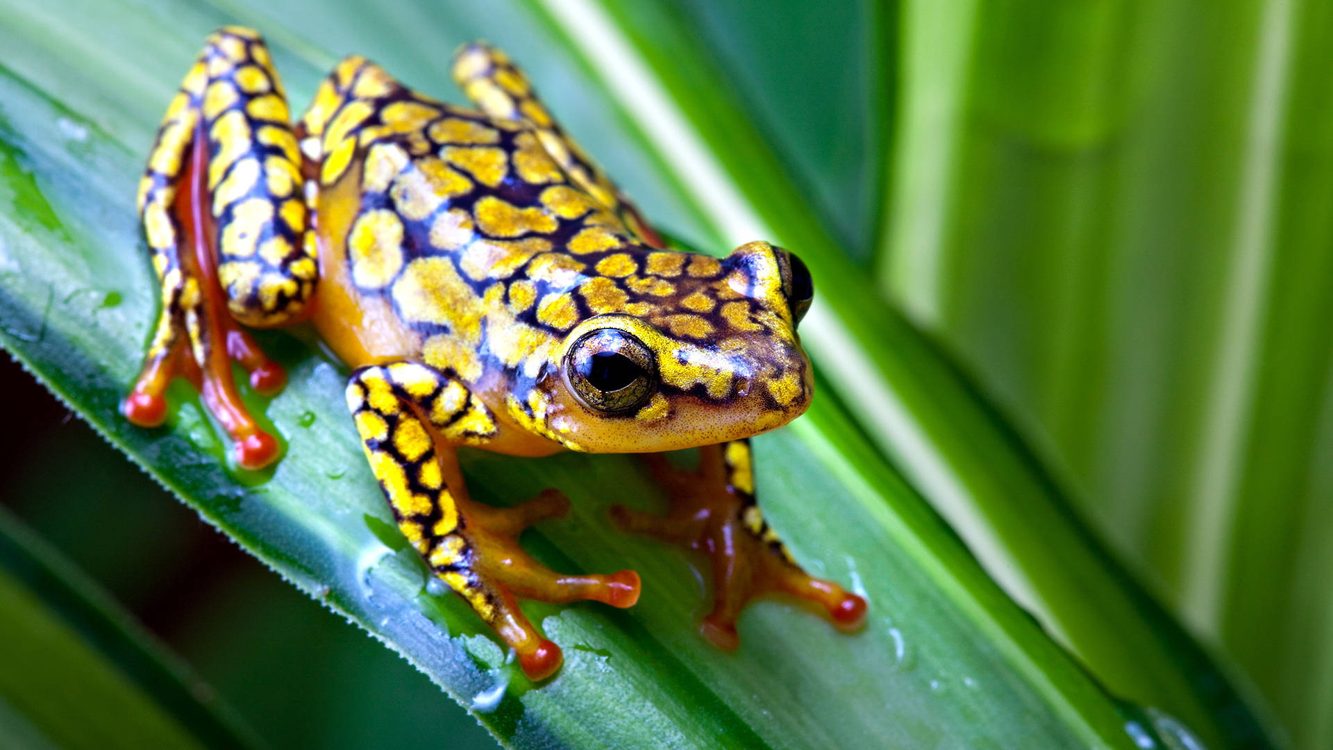 cute frog, yellow dots pattern, tree frog, Full HD Desktop Wallpaper