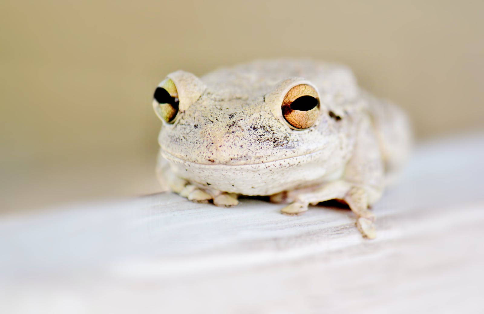 green frog, pale tree frog, golden eyes, HD Desktop Wallpaper