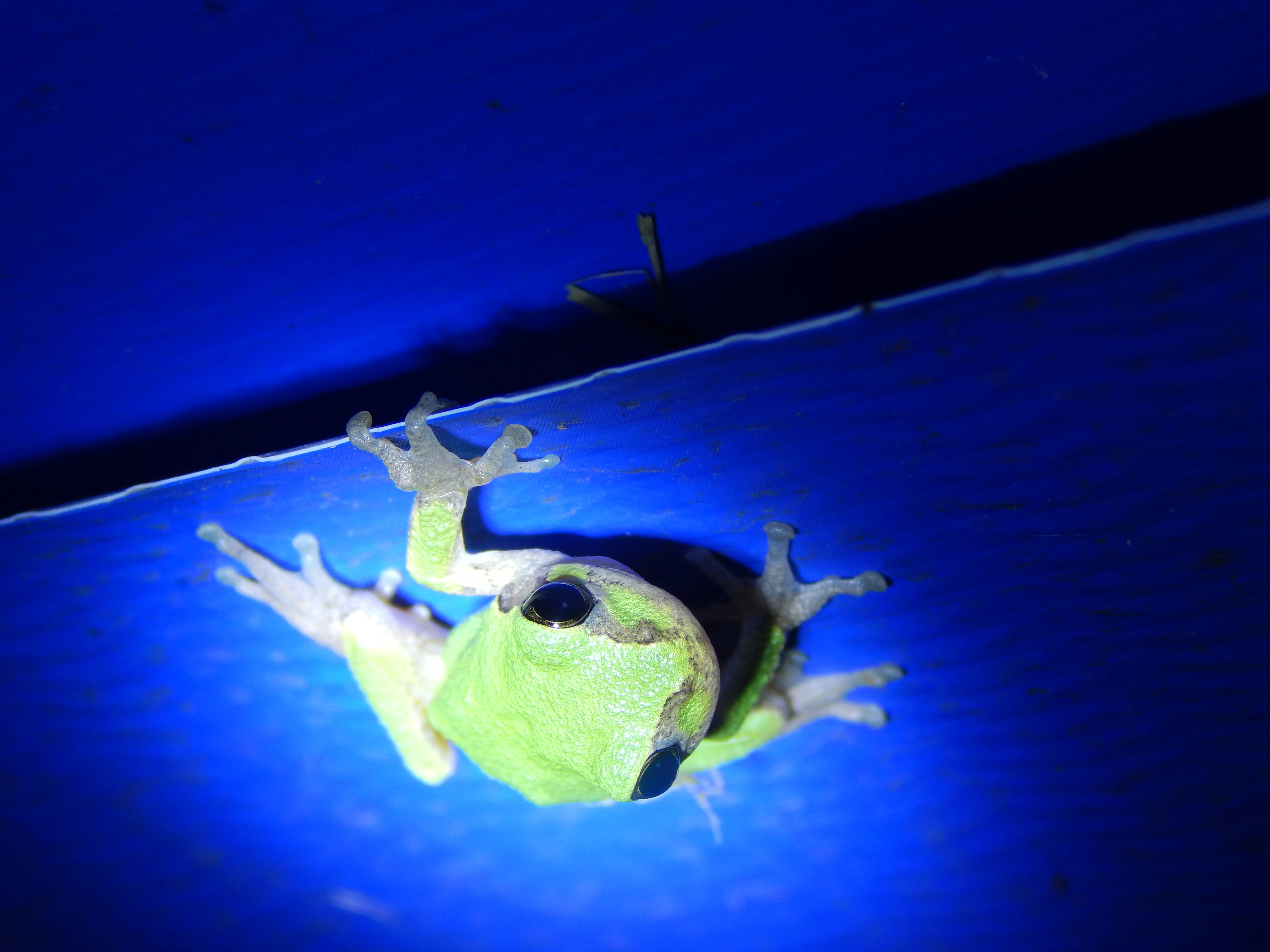 cute frog, glowing green skin, vibrant blue wooden surface, 4K Desktop Wallpaper