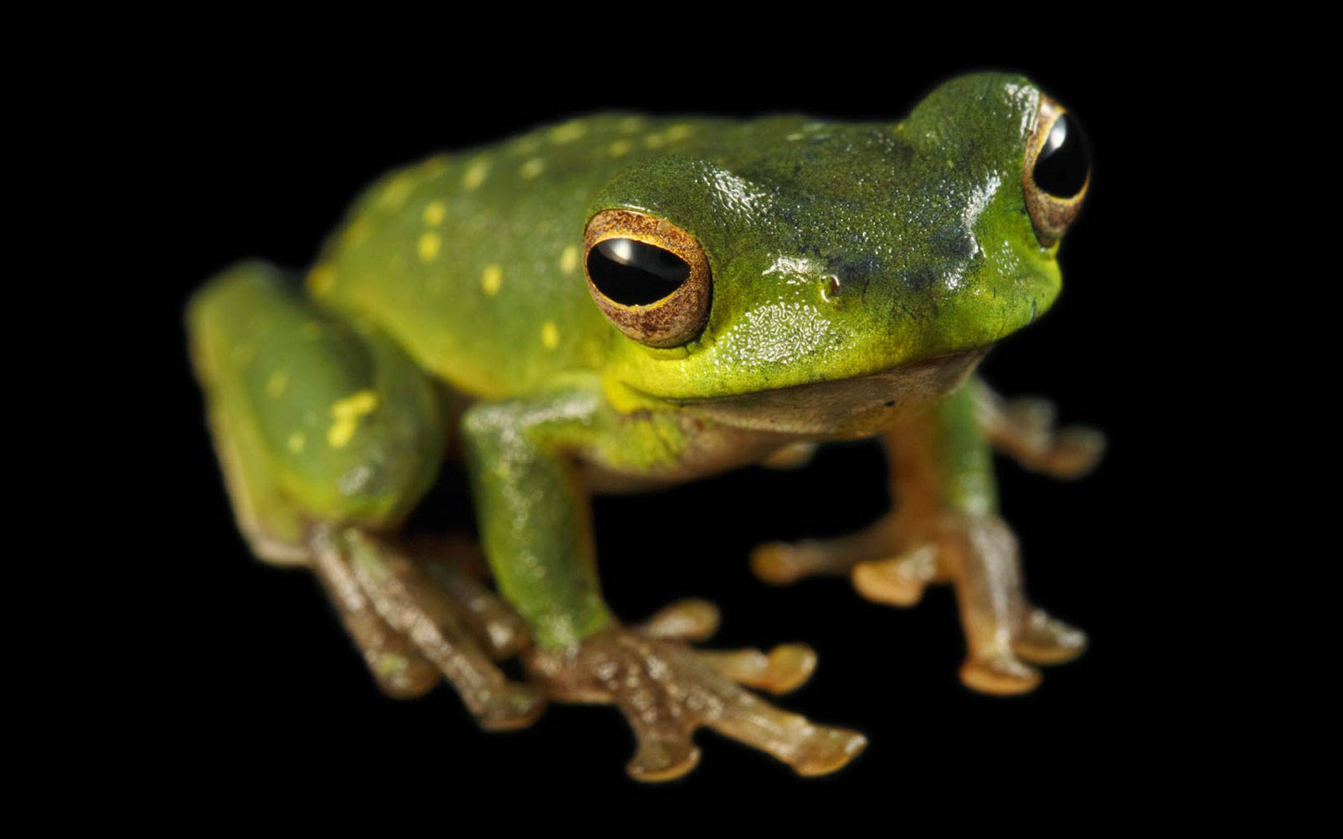 cute frog, shiny green skin, vibrant green tree frog, Full HD Desktop Wallpaper