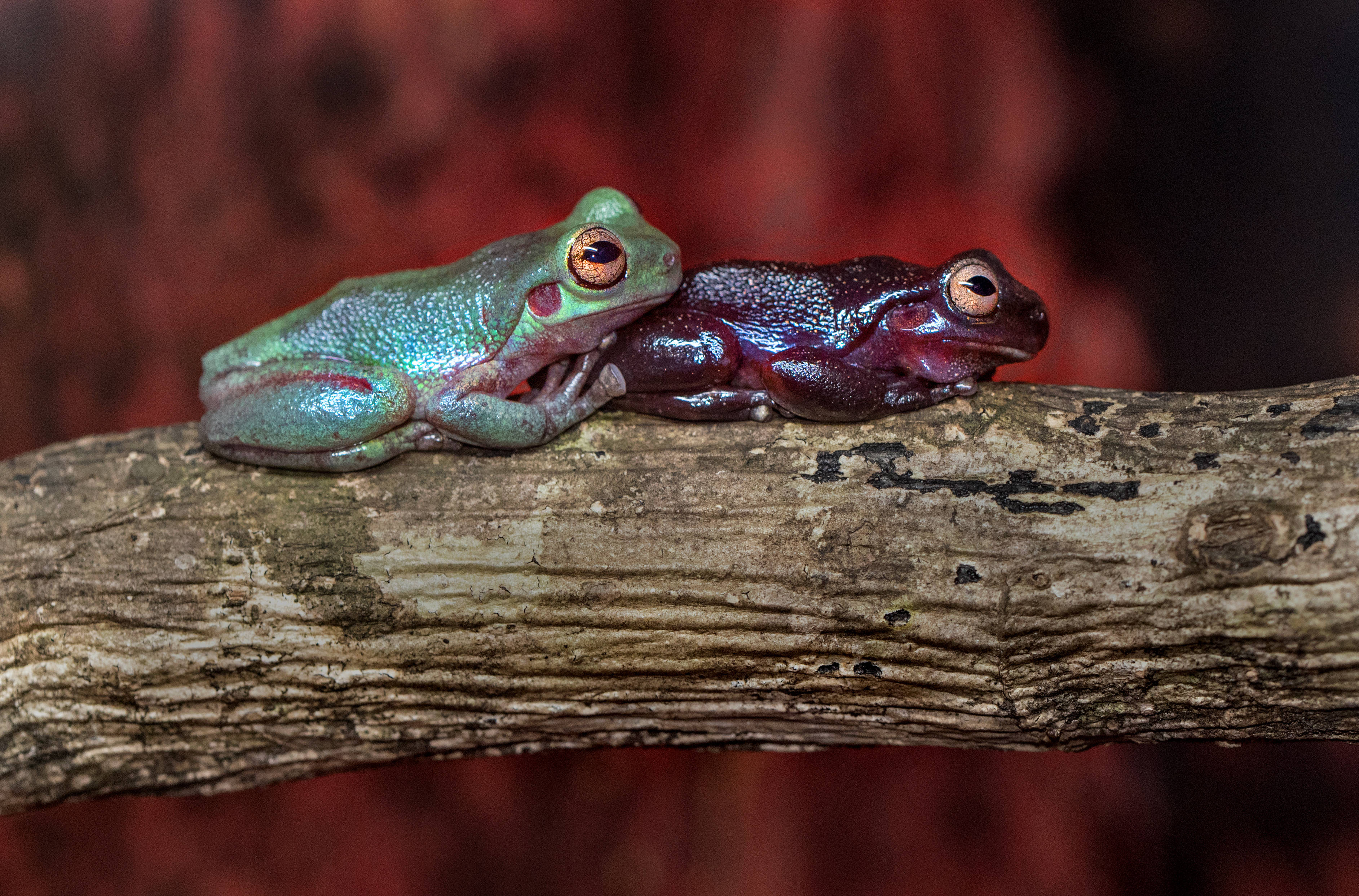 cute frogs, green skin, red skin, 2K Desktop Wallpaper