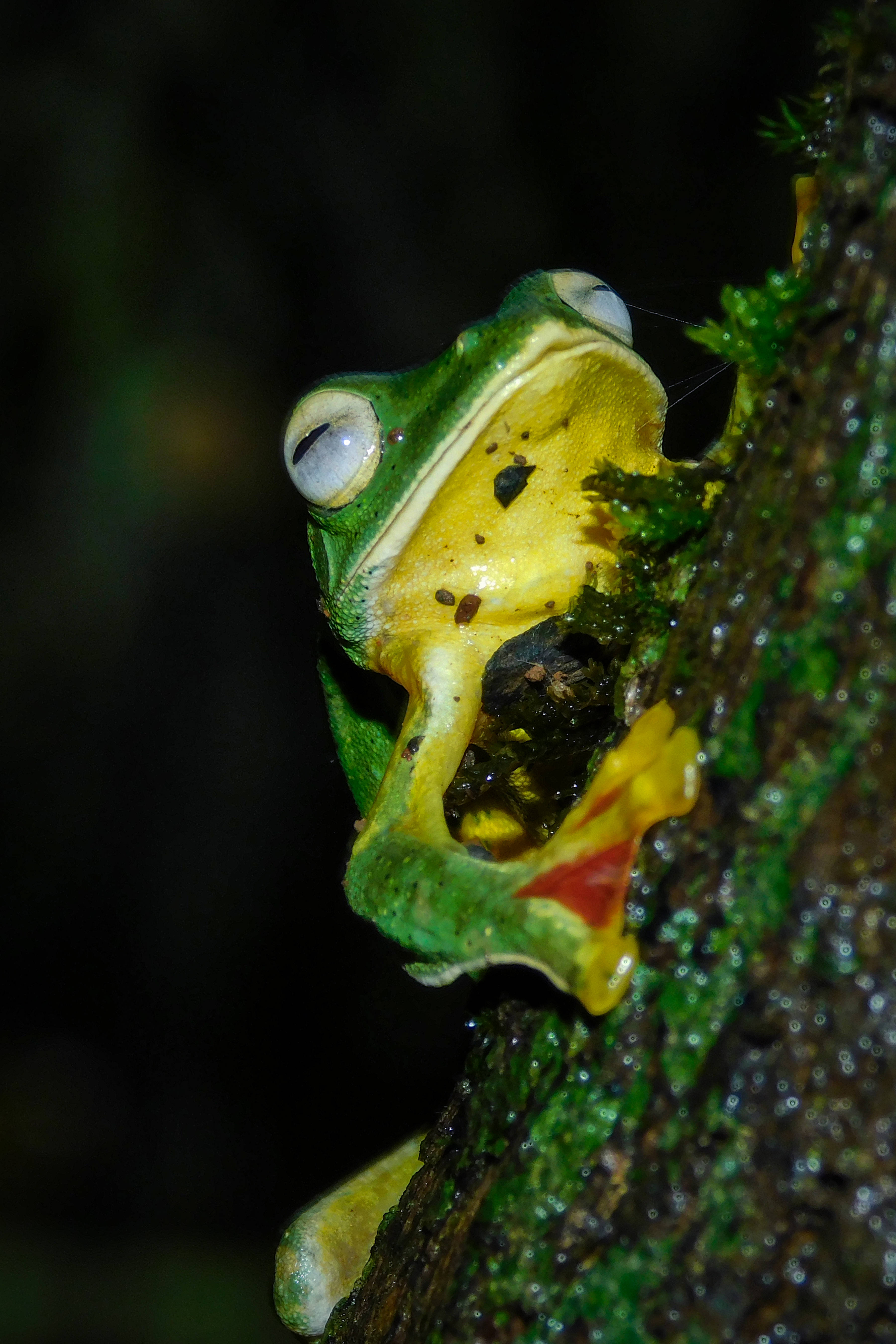 cute frog, vibrant green tree frog, yellow throat, 5K Phone Wallpaper