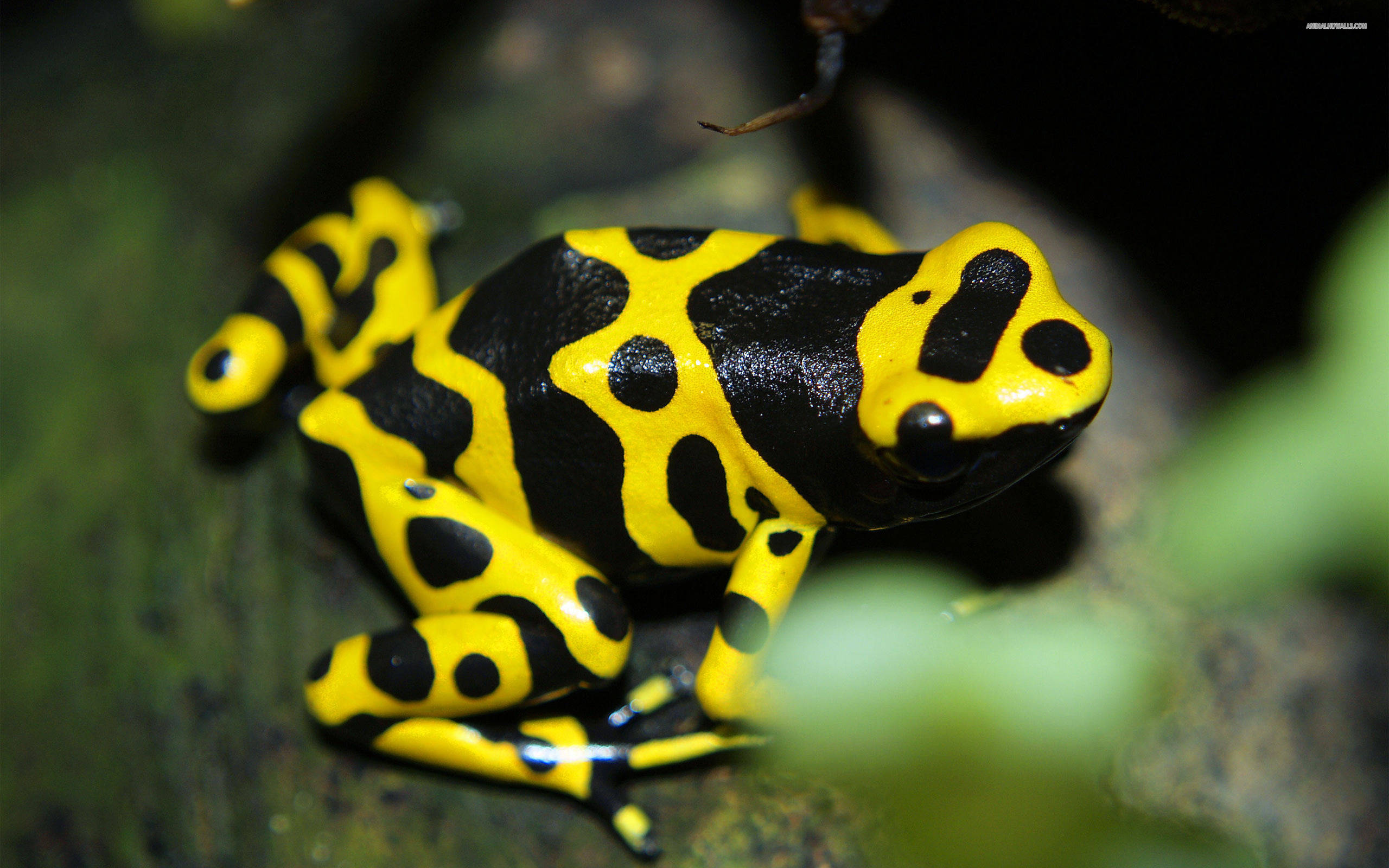 vibrant yellow and black poison dart frog, mossy branch, lush shadowy jungle setting, 2K Desktop Wallpaper