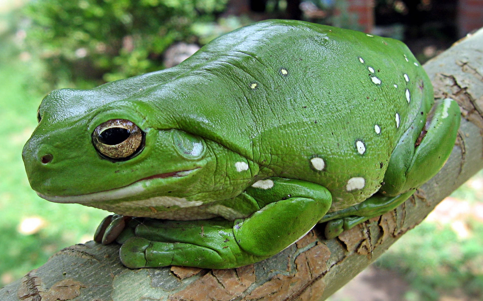 cute frog, vibrant green tree frog, white spots, Full HD Desktop Wallpaper