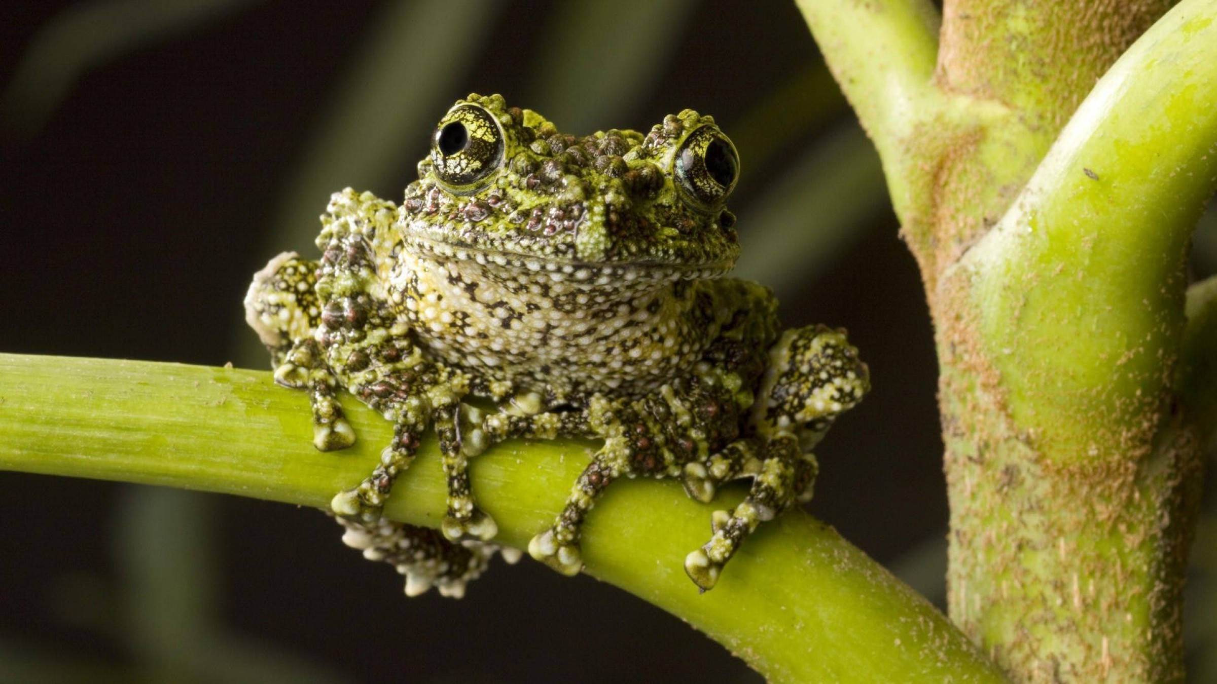 cute frog, rough and granulated skin, textured green tree frog, Full HD Desktop Wallpaper