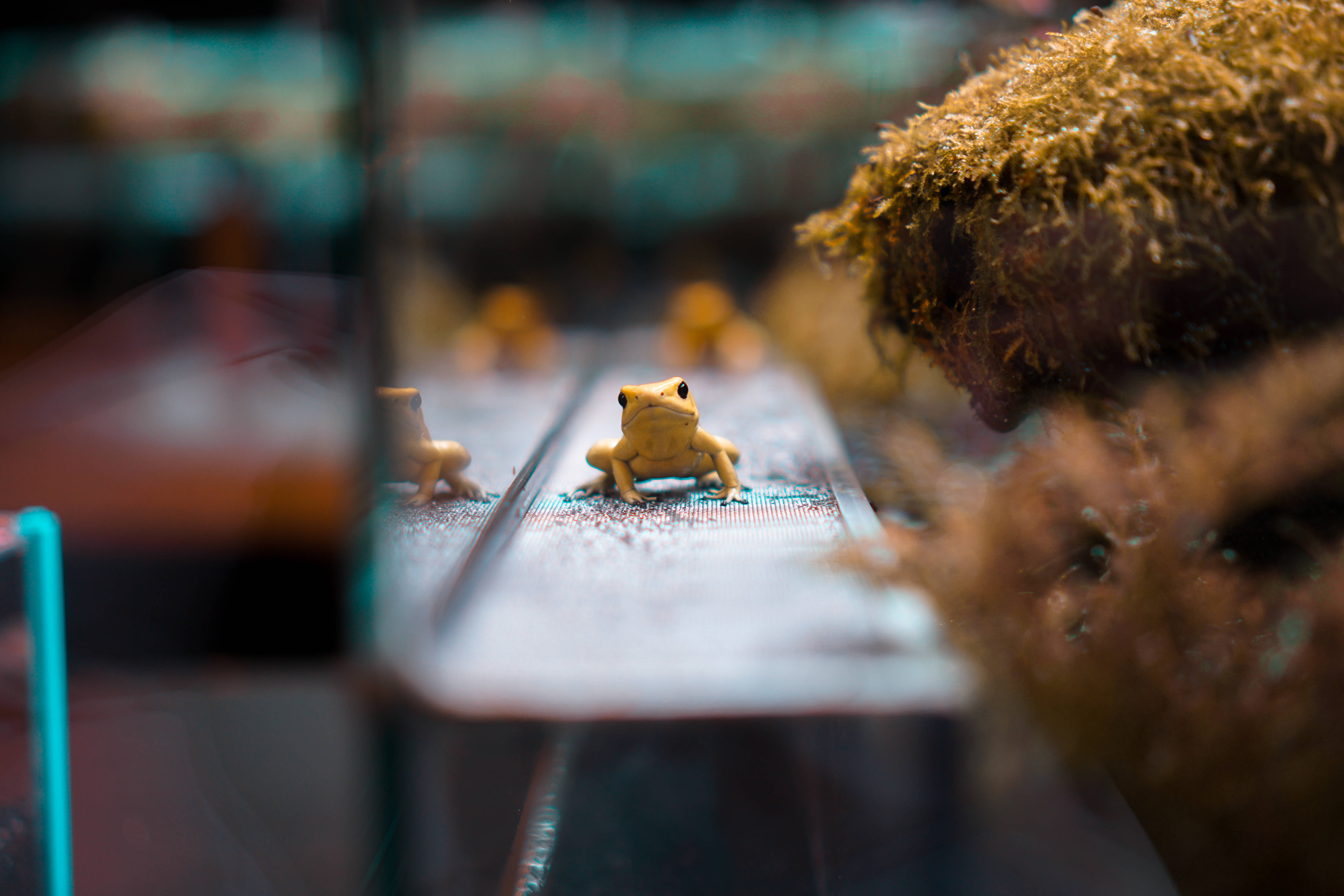 cute frog, lemon yellow skin, wet wooden surface, 5K Desktop Wallpaper