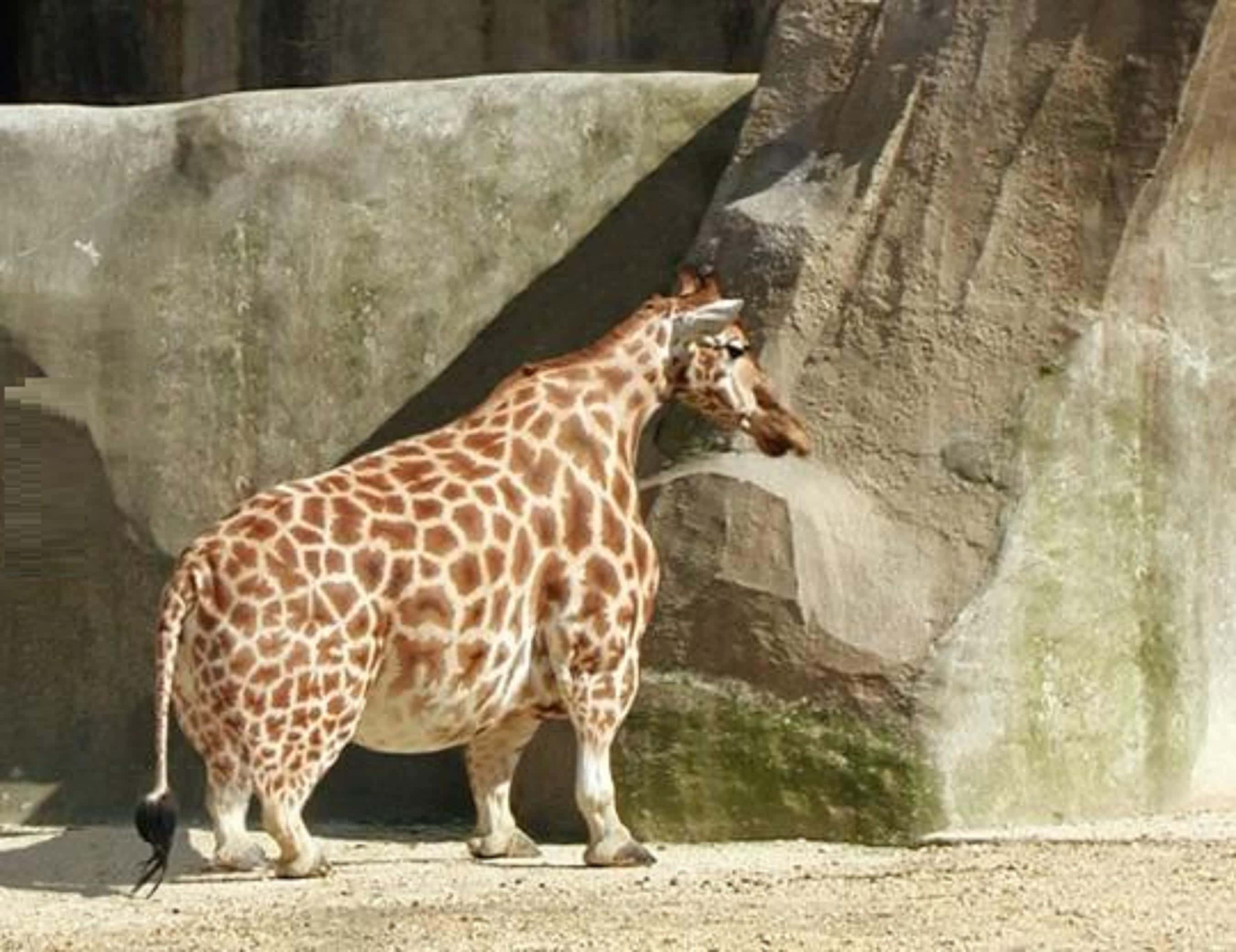Funny Giraffe, zoo enclosure, rocky walls, 2K Desktop Wallpaper