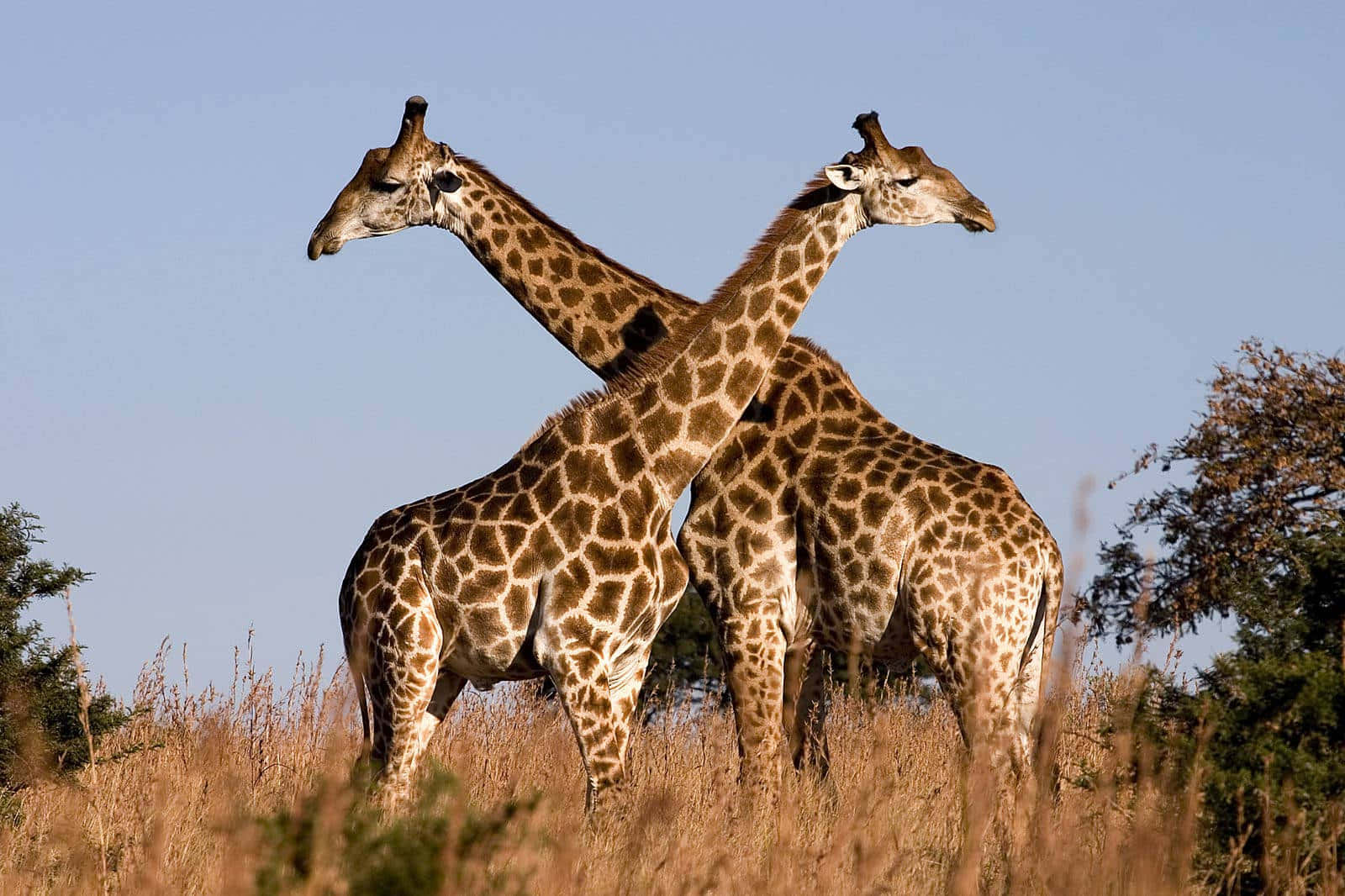 two cute giraffes, African wild, golden grass, HD Desktop Wallpaper
