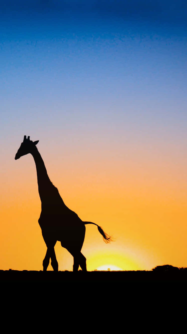 cute giraffe, silhouette, vibrant sunset sky, HD Phone Wallpaper