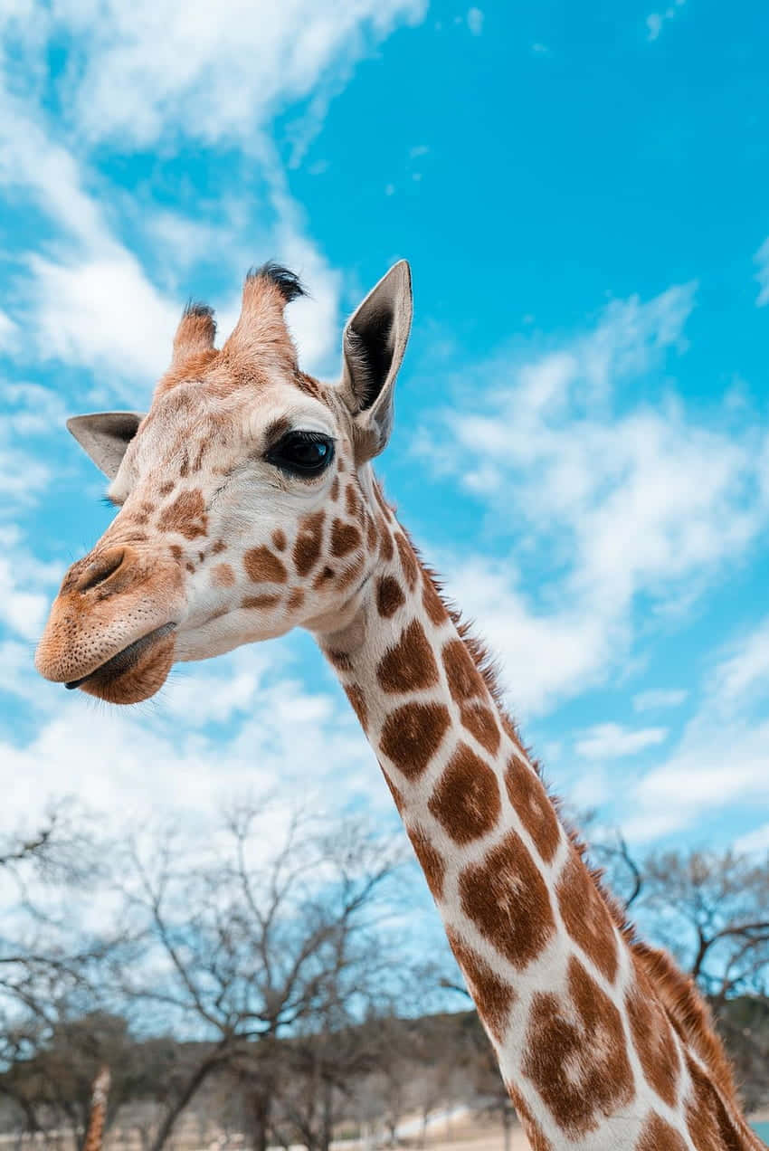 cute giraffe, bright blue sky, fluffy white clouds, SD Phone Wallpaper