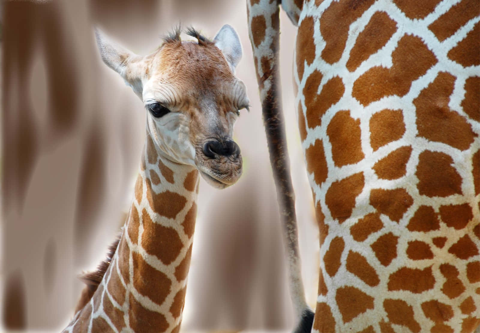 baby giraffe, mother's patterned body, close-up, HD Desktop Wallpaper