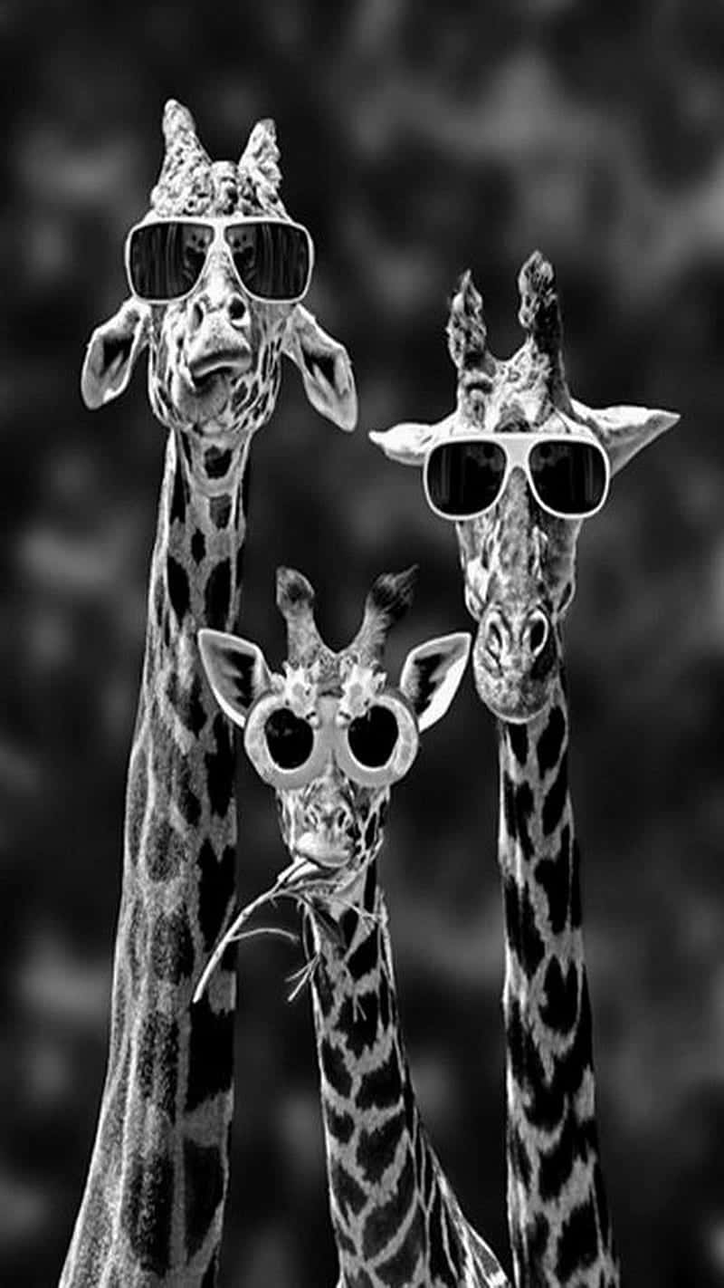 three cute giraffes, sunglasses, black and white, HD Phone Wallpaper