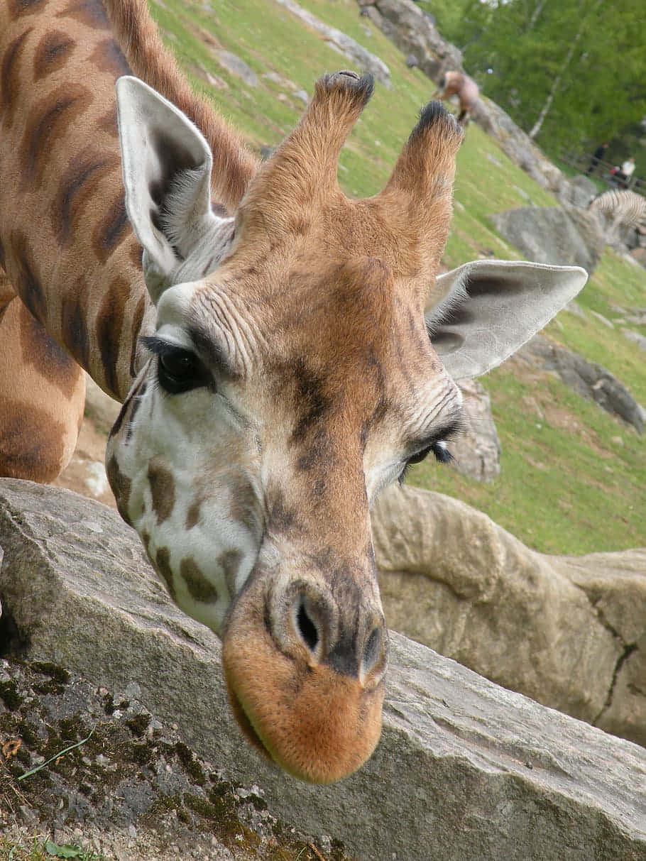 cute giraffe, stone wall, grassy hill, SD Phone Wallpaper