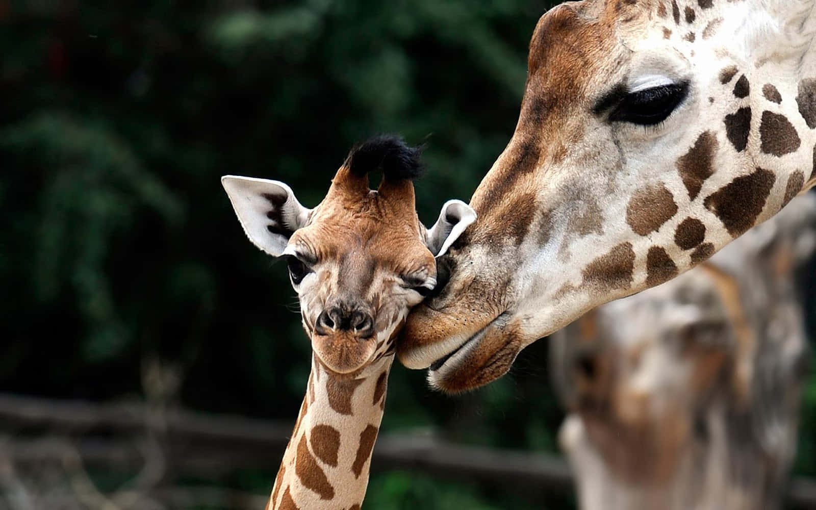 mother giraffe, young cute giraffe, lush green enclosure, HD Desktop Wallpaper