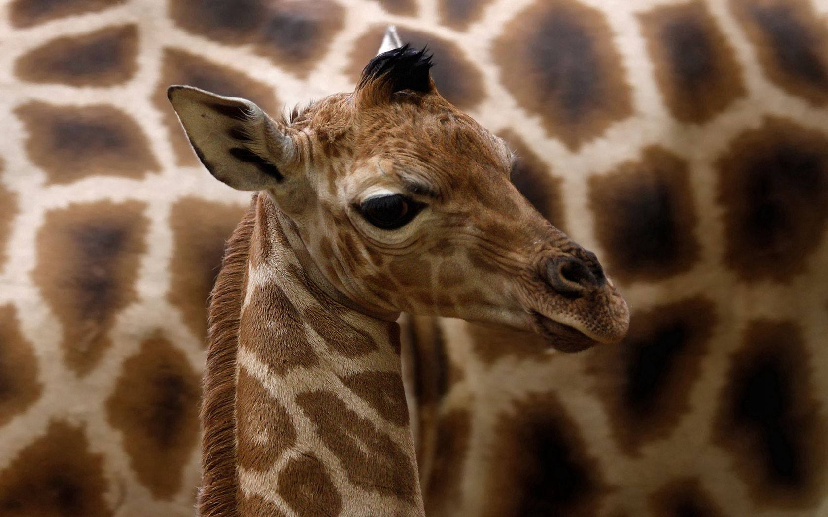 young South African giraffe, close-up, head and neck, HD Desktop Wallpaper
