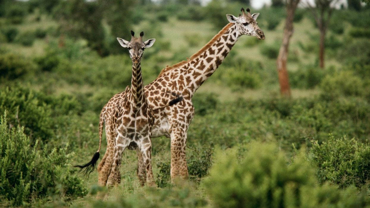 cute baby giraffe, forest, lush green savanna, SD Desktop Wallpaper