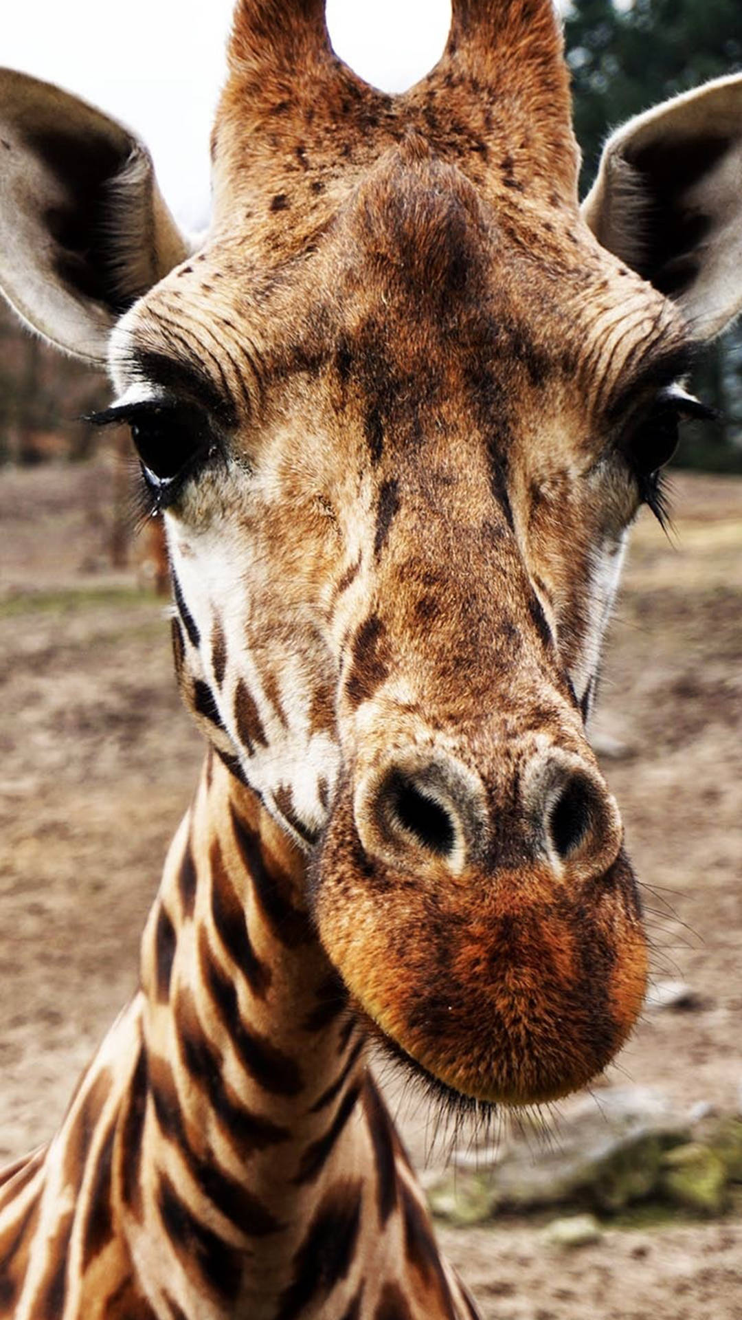 giraffe, large dark eyes, patterned brown coat, Full HD Phone Wallpaper