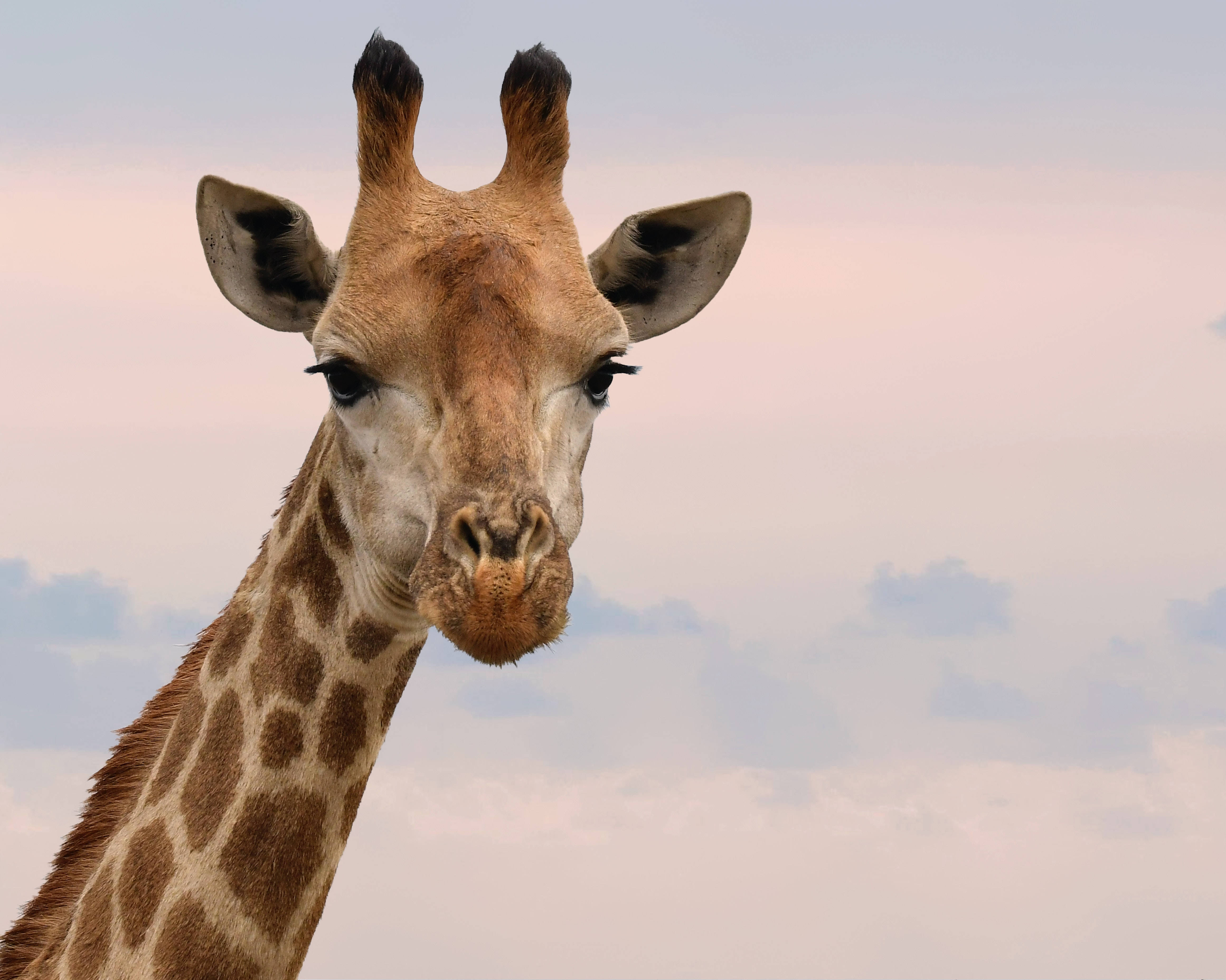 giraffe, soft pink and blue sky, scattered clouds, 4K Desktop Wallpaper