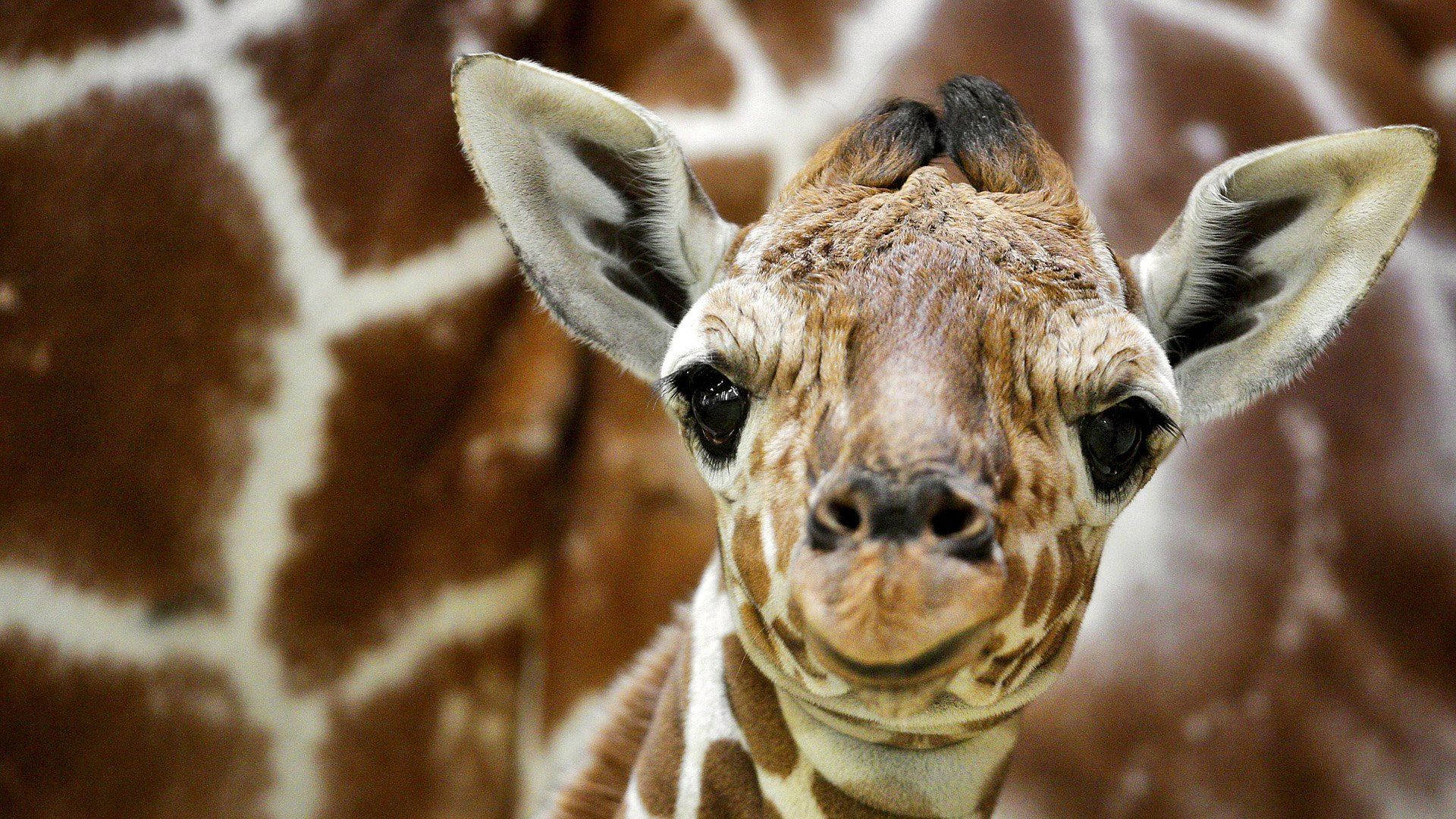 baby giraffe, curious face, large dark eyes, Full HD Desktop Wallpaper
