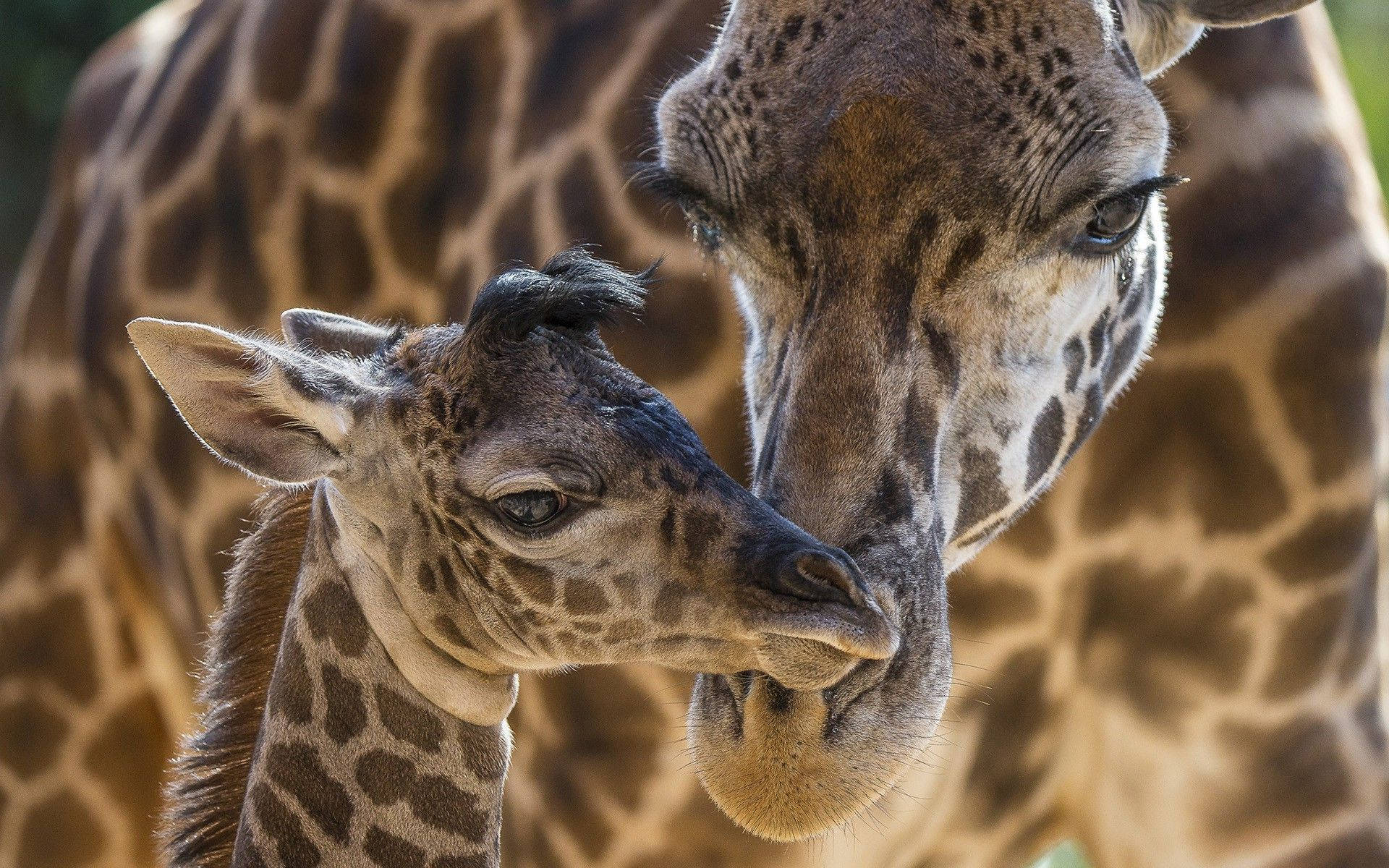 brown baby giraffe, giraffe calf, mother giraffe, Full HD Desktop Wallpaper
