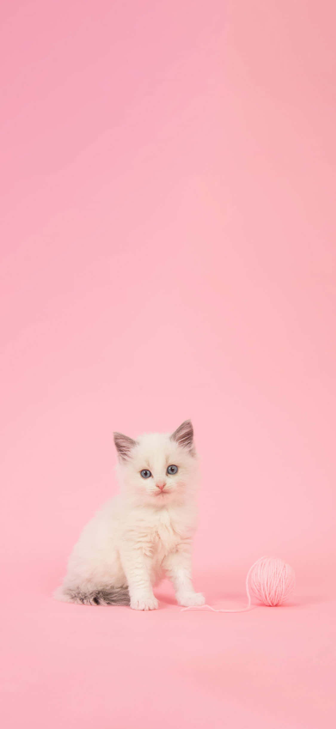 fluffy white kitten, blue eyes, pink yarn ball, Full HD Phone Wallpaper