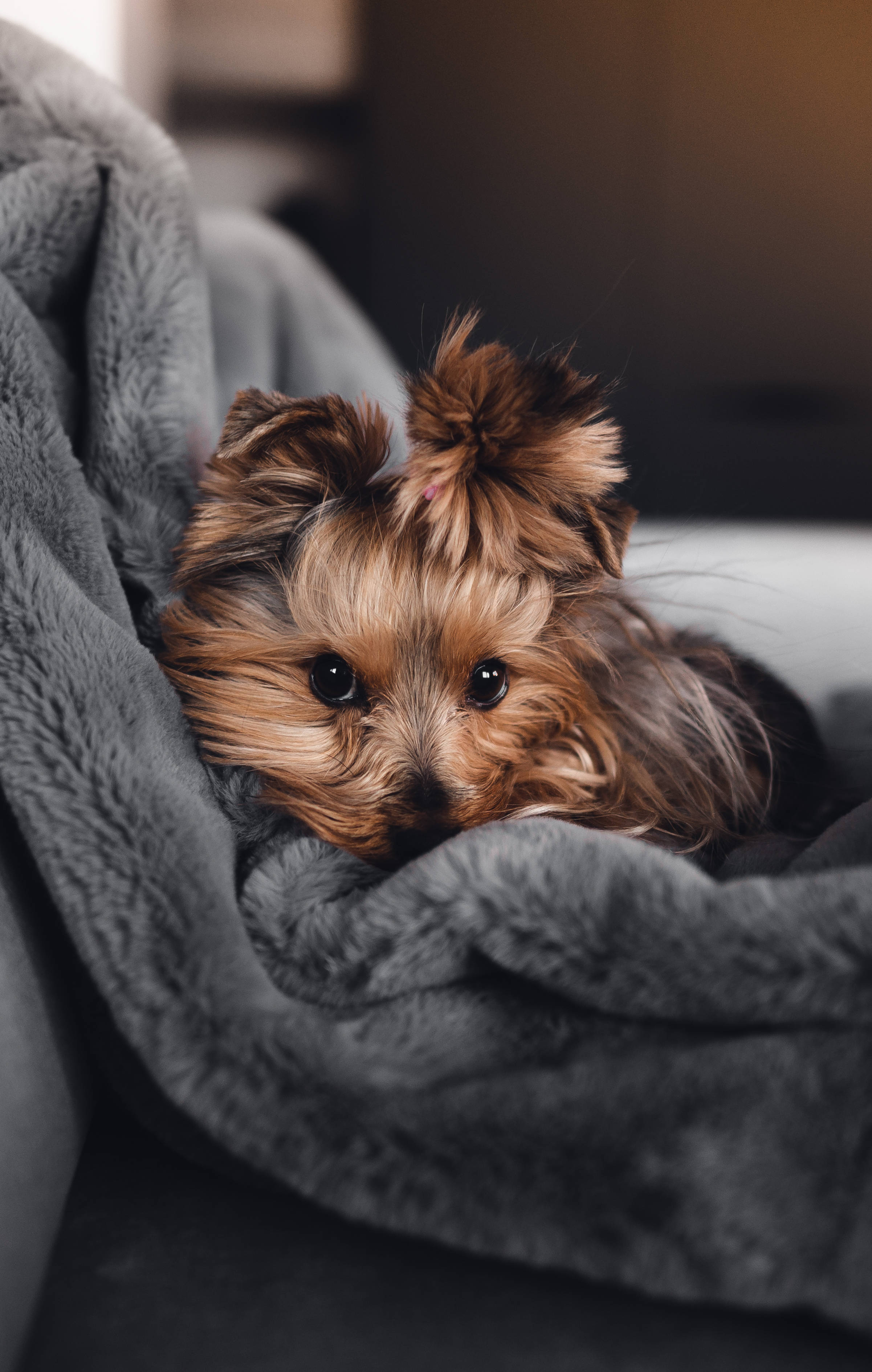 Yorkshire Terrier, fluffy, big dark eyes, 2K Phone Wallpaper