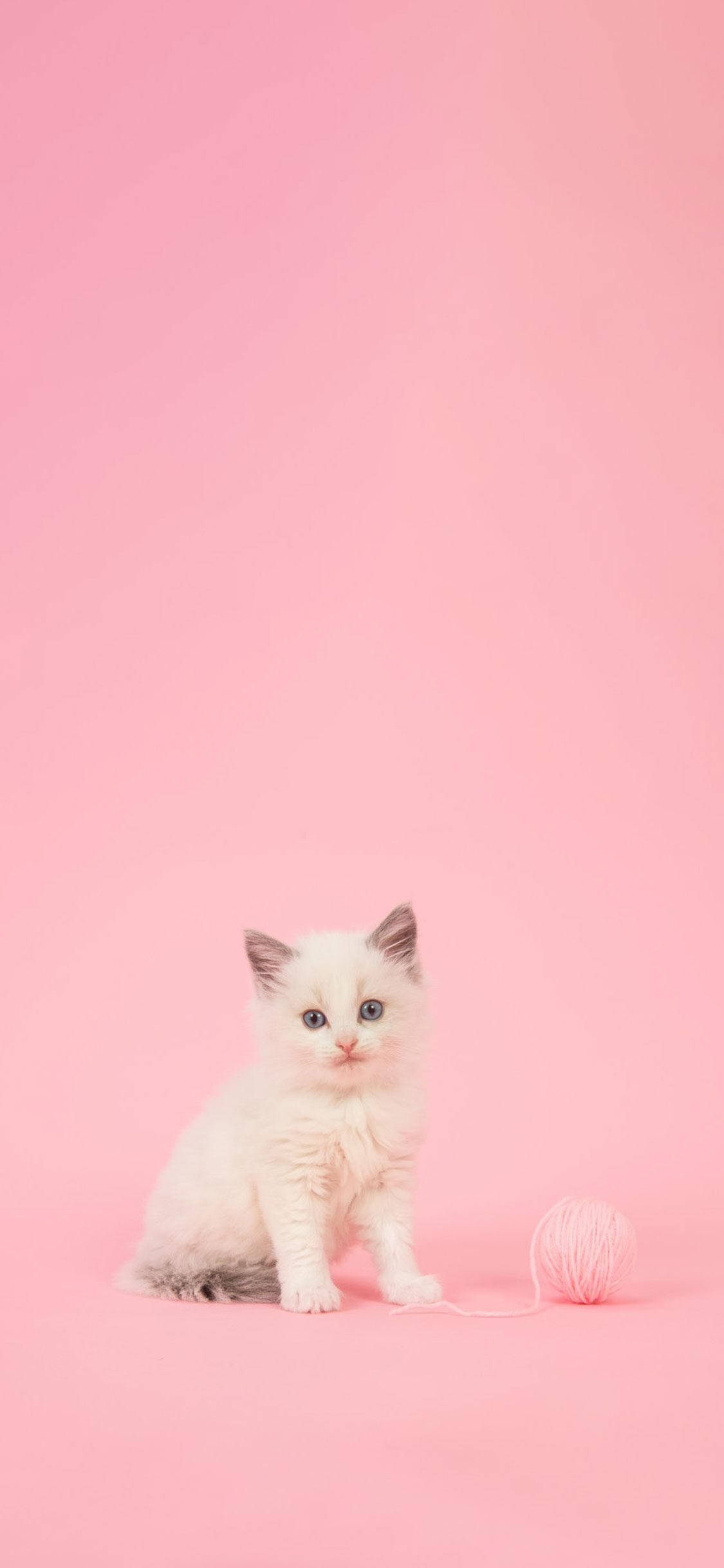 fluffy white kitten, blue eyes, pink yarn ball, Full HD Phone Wallpaper