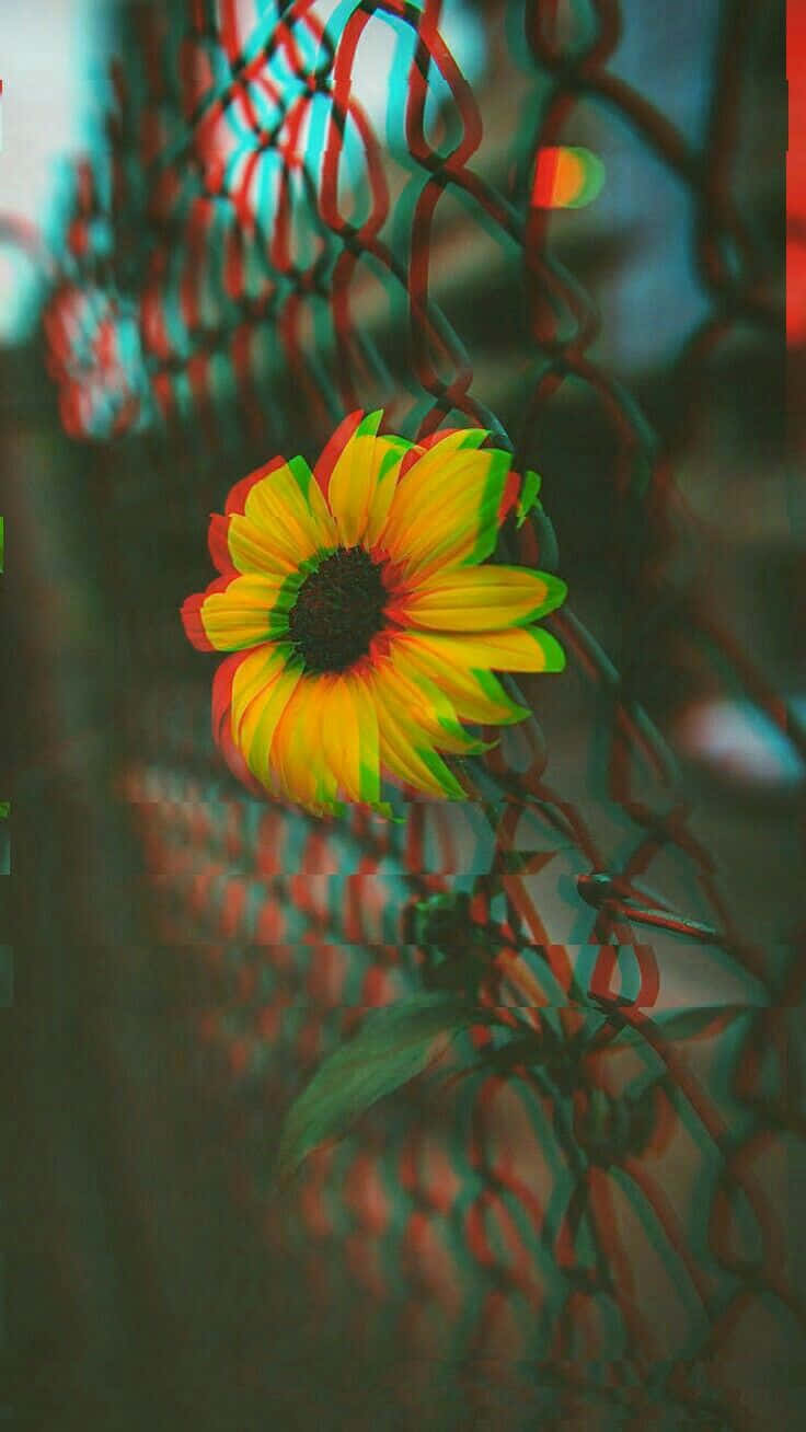 sunflower, chain-link fence, glitchy red and cyan color effect, HD Phone Wallpaper