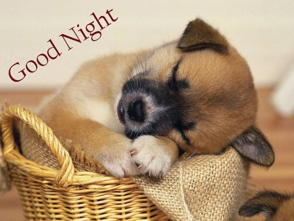 sleeping puppy, tan puppy, black muzzle, SD Desktop Wallpaper