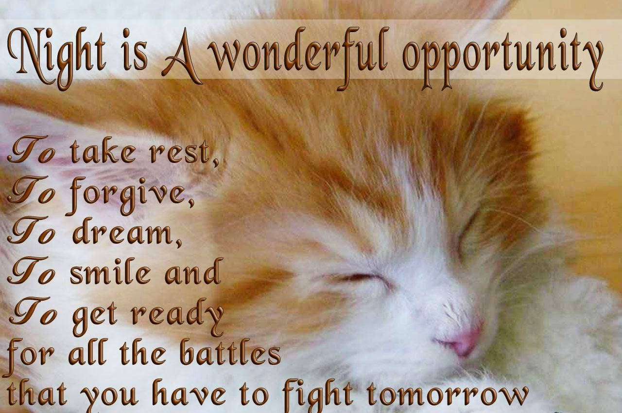 ginger and white kitten, sleeps peacefully, eyes closed, HD Desktop Wallpaper