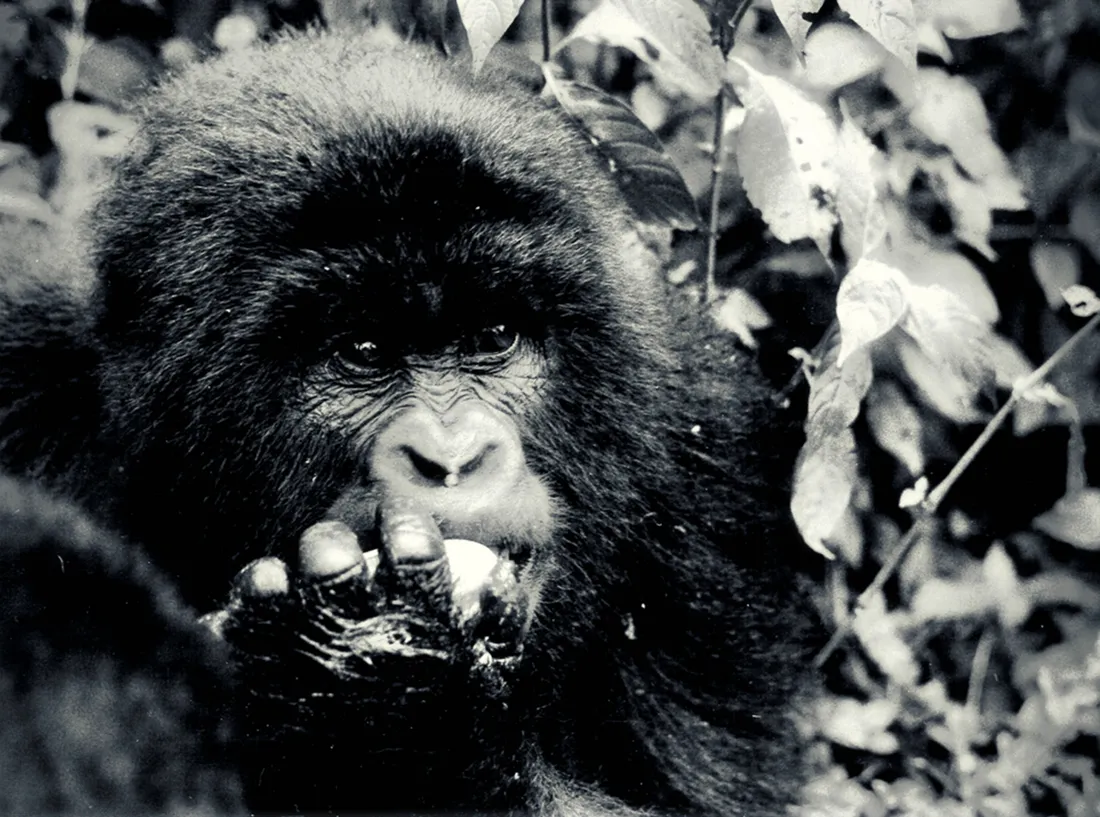Cute Gorilla