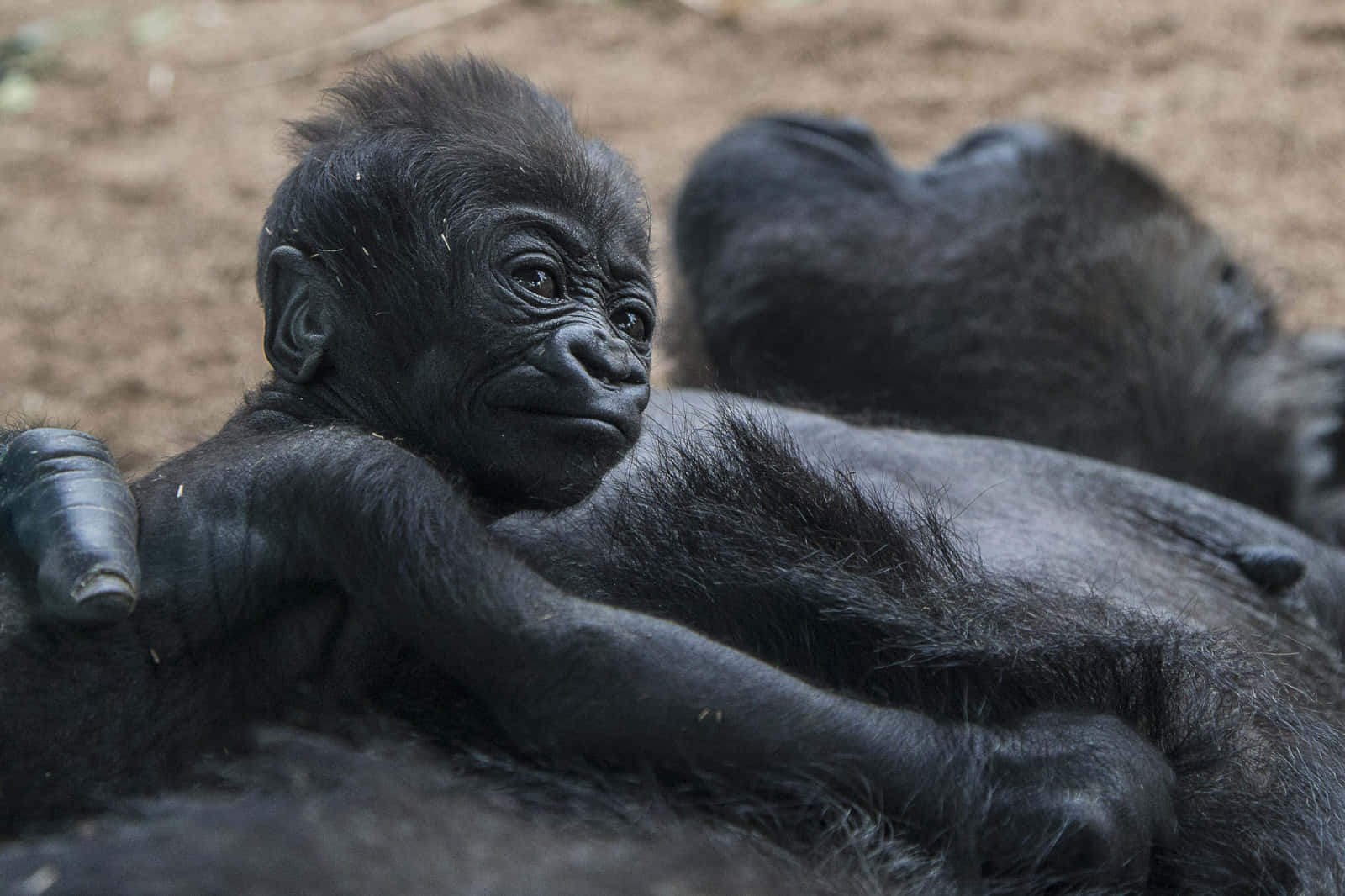 cute gorilla, baby gorilla, dark fur, HD Desktop Wallpaper