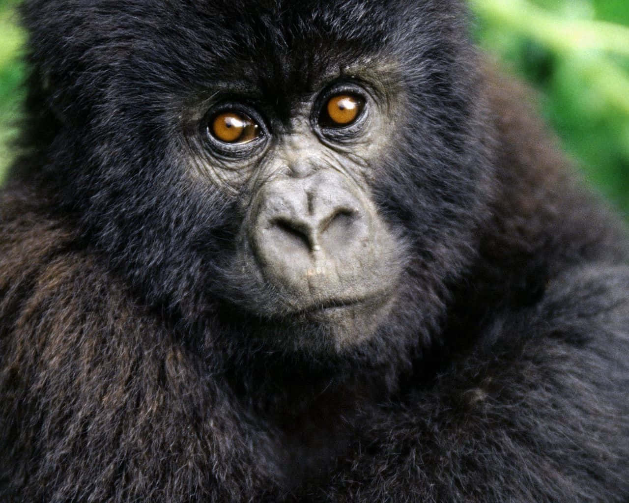 cute gorilla, amber eyes, textured black fur, HD Desktop Wallpaper